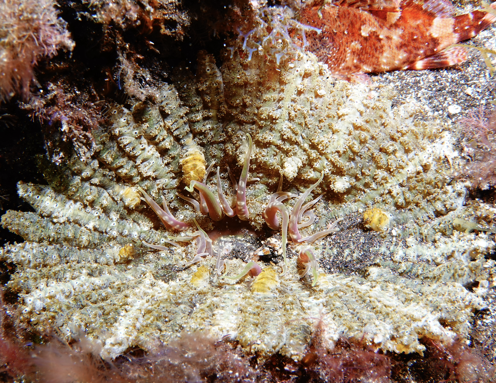 Actinostella flosculifera