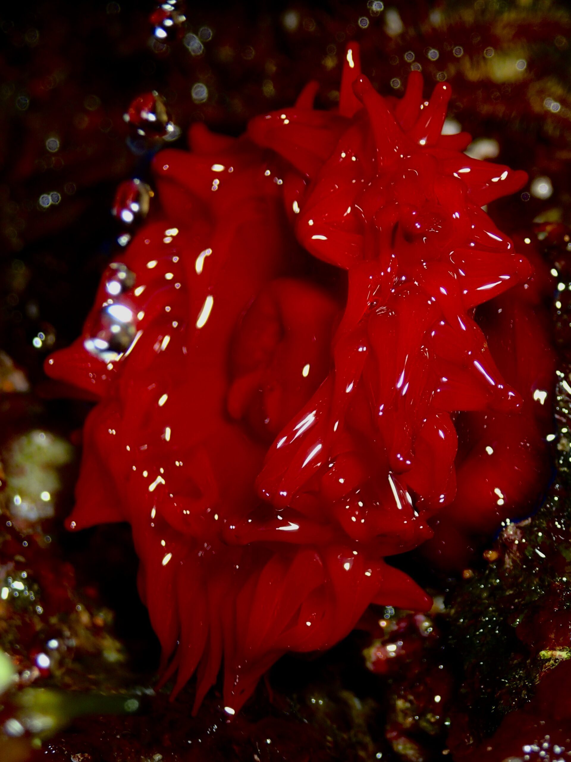 Actinia mediterranea