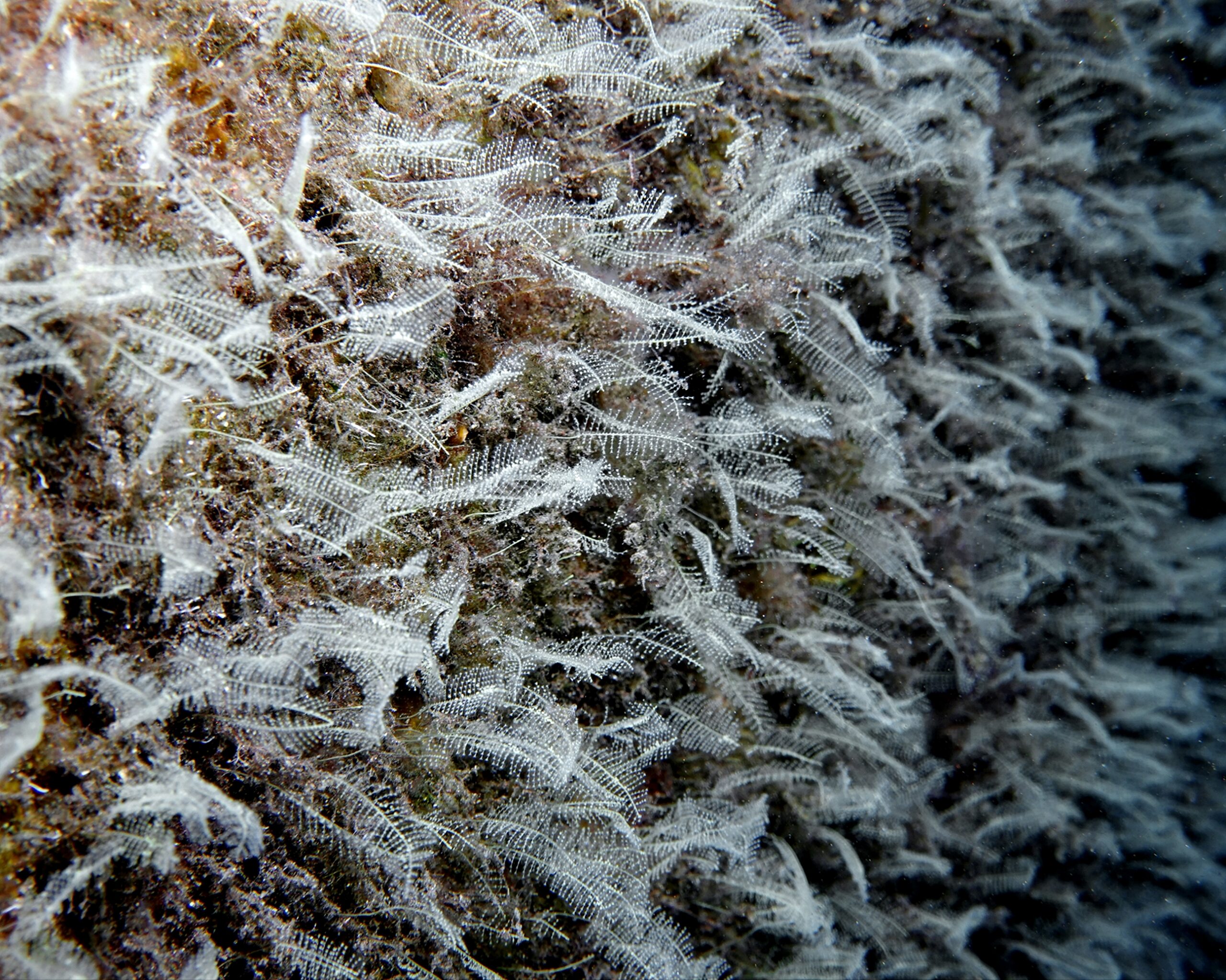 Aglaophenia pluma