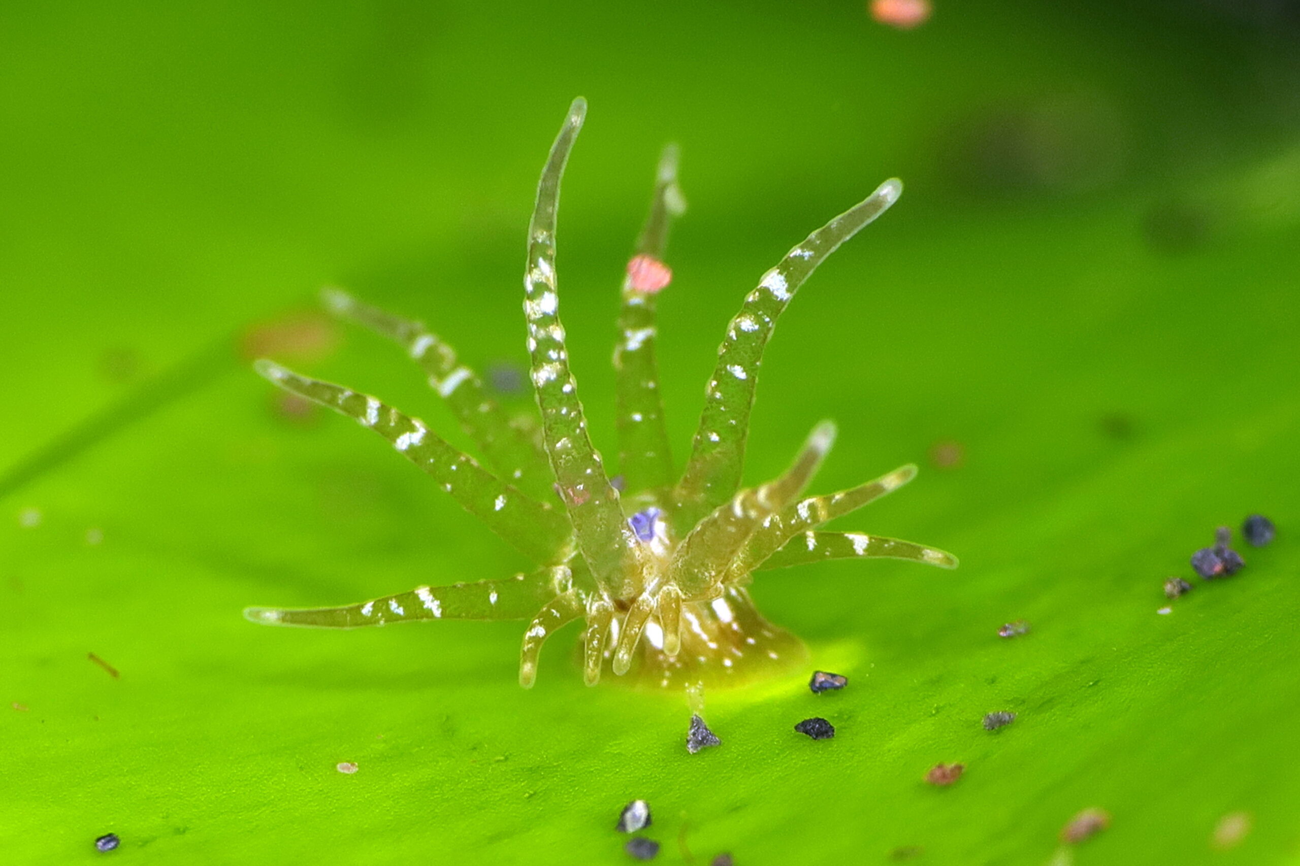 Bunodeopsis strumosa