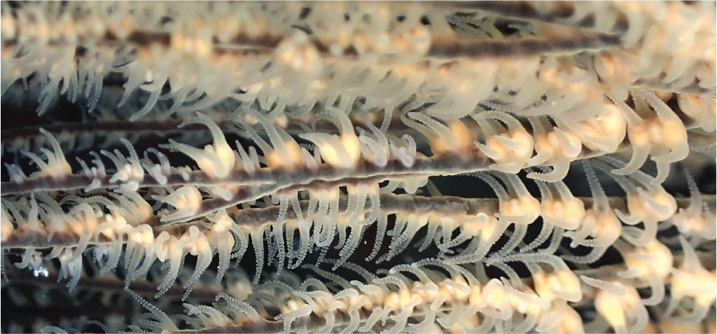 Antipathes furcata