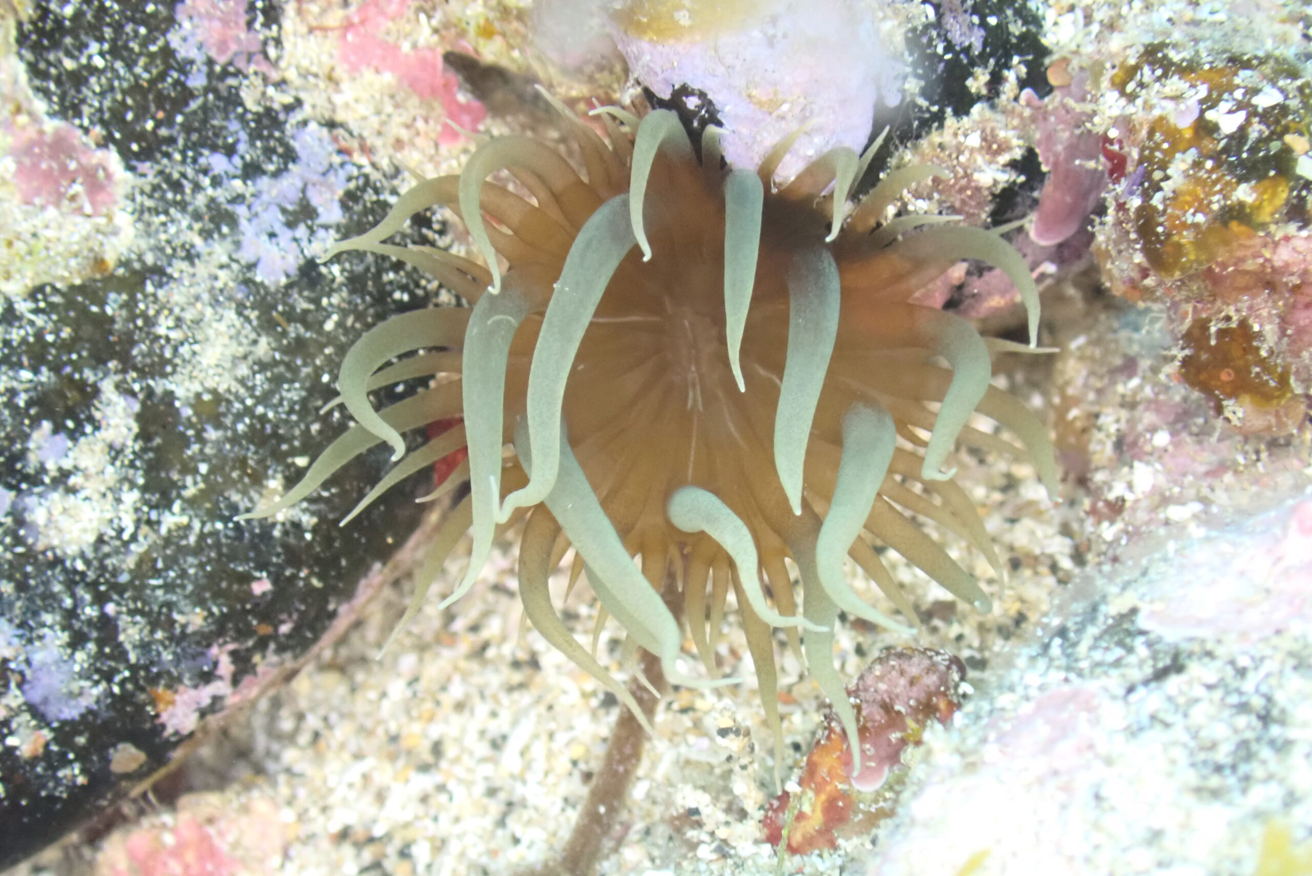 Aiptasia couchii
