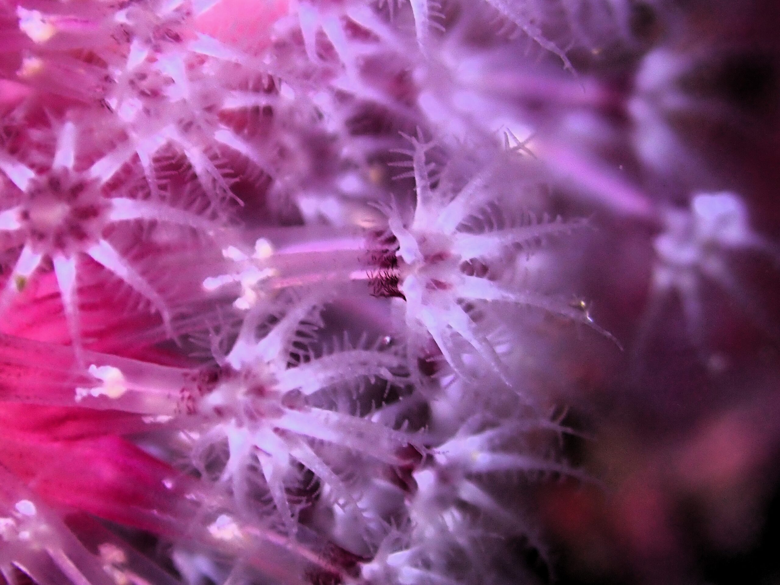 Alcyonium coralloides