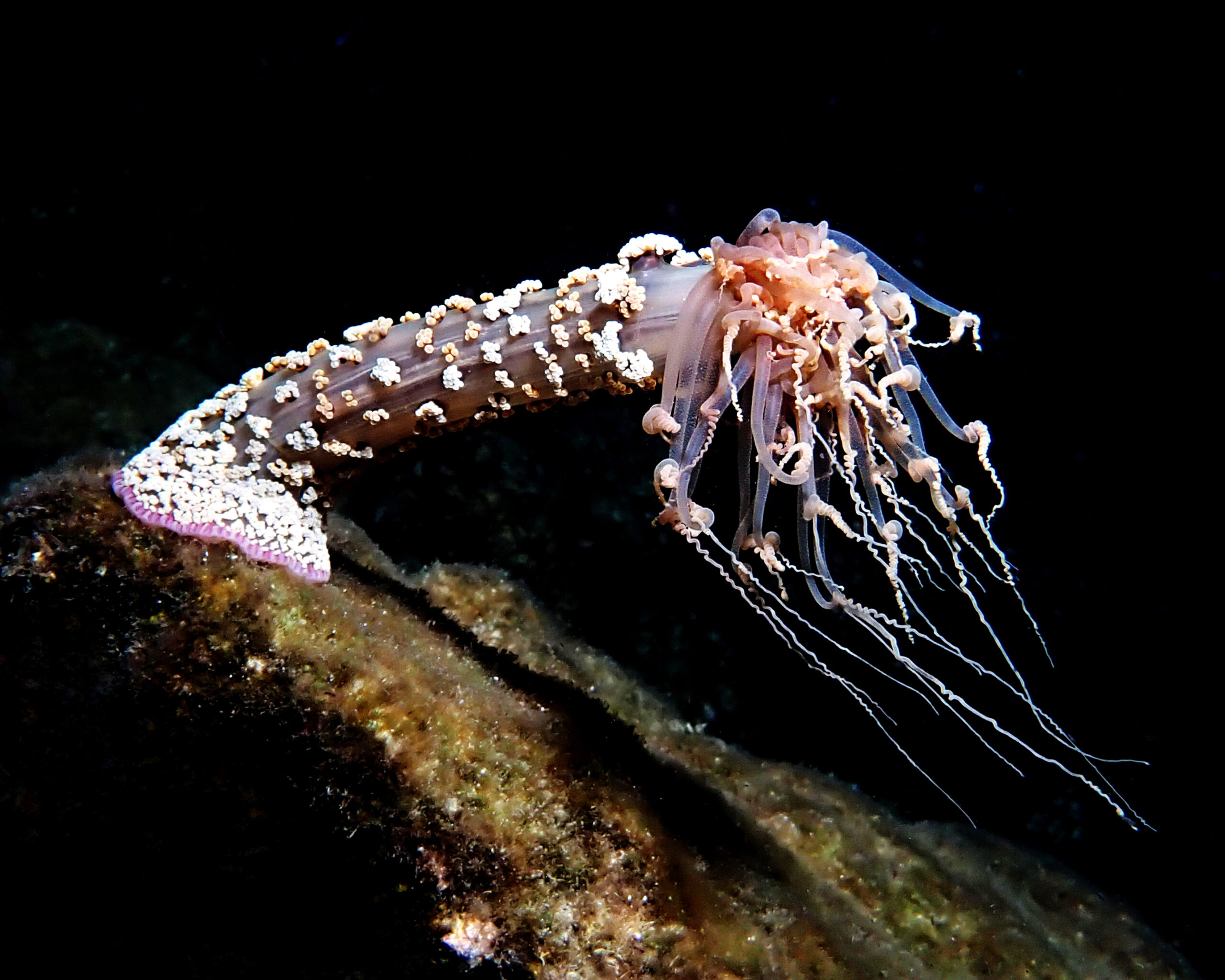 Alicia mirabilis