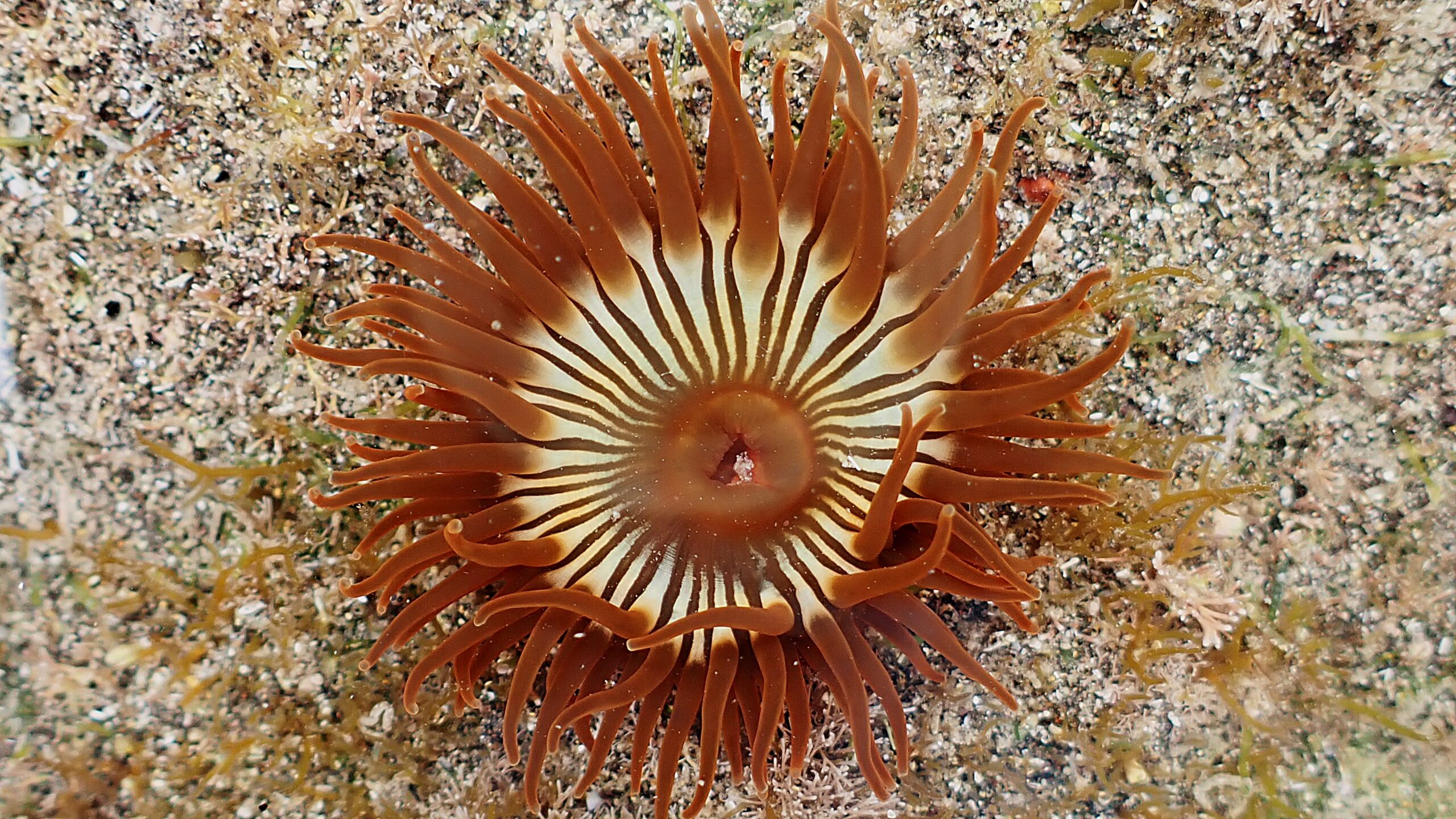 Anemonia melanaster