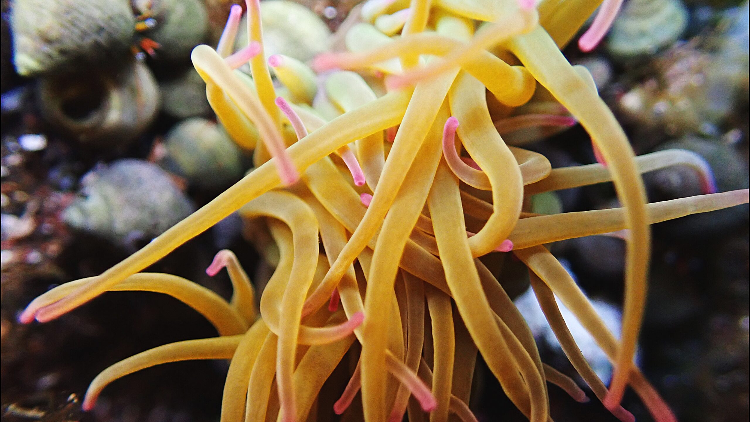 Anemonia viridis