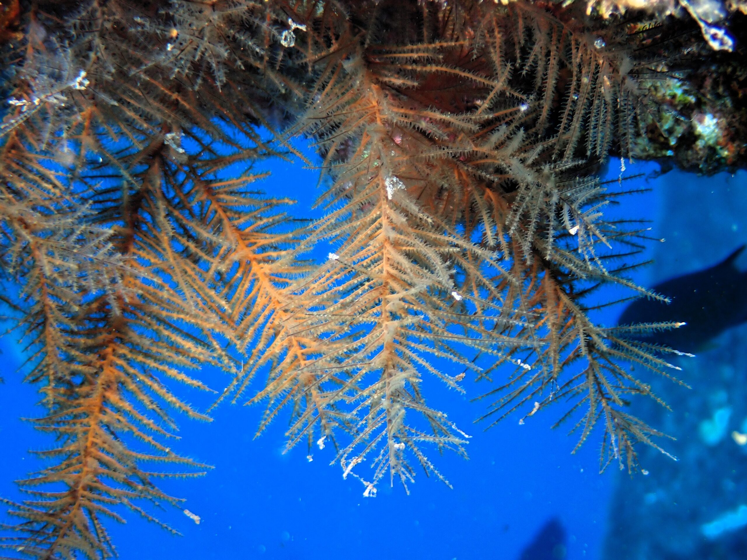 Antipathella wollastoni