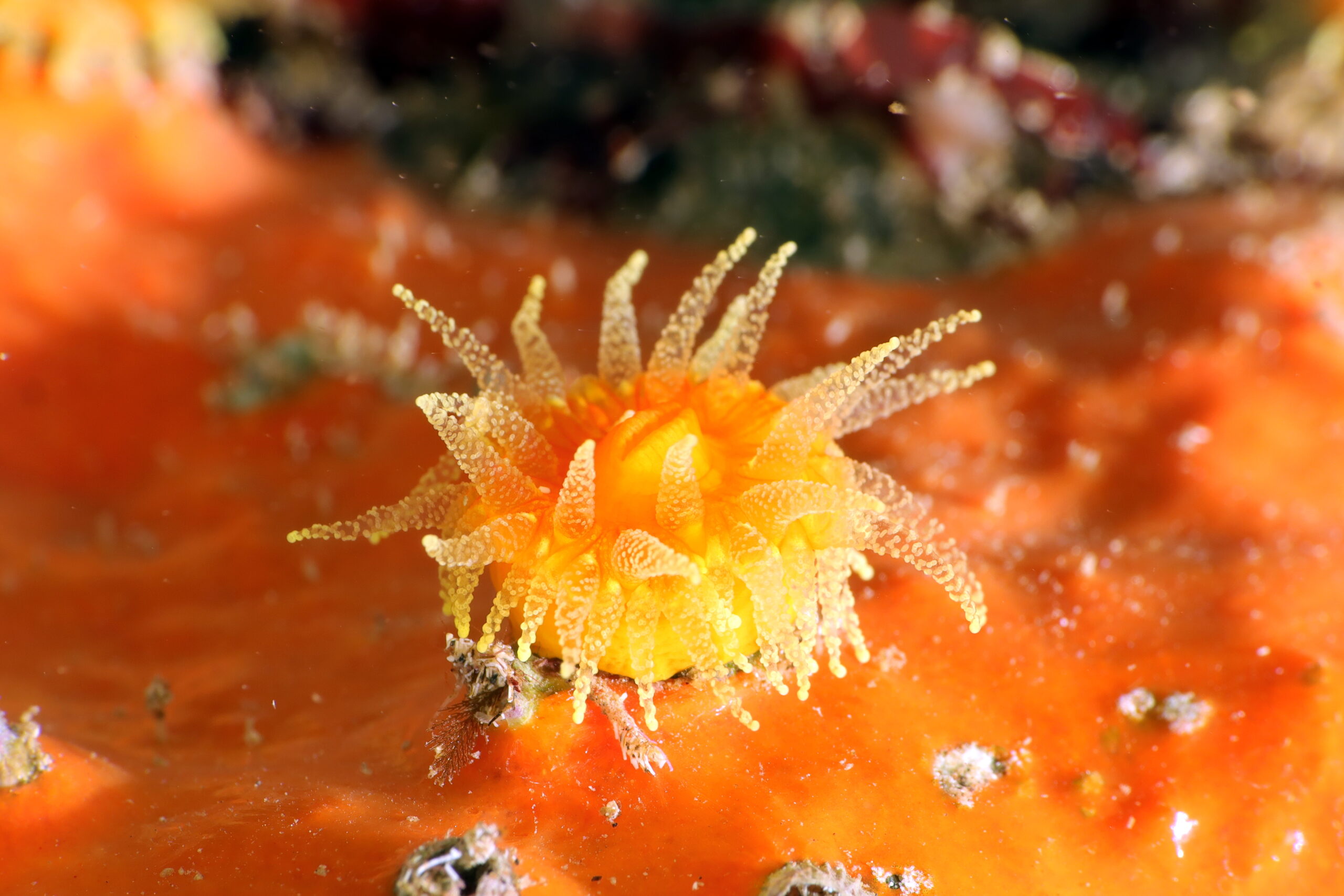Balanophyllia regia