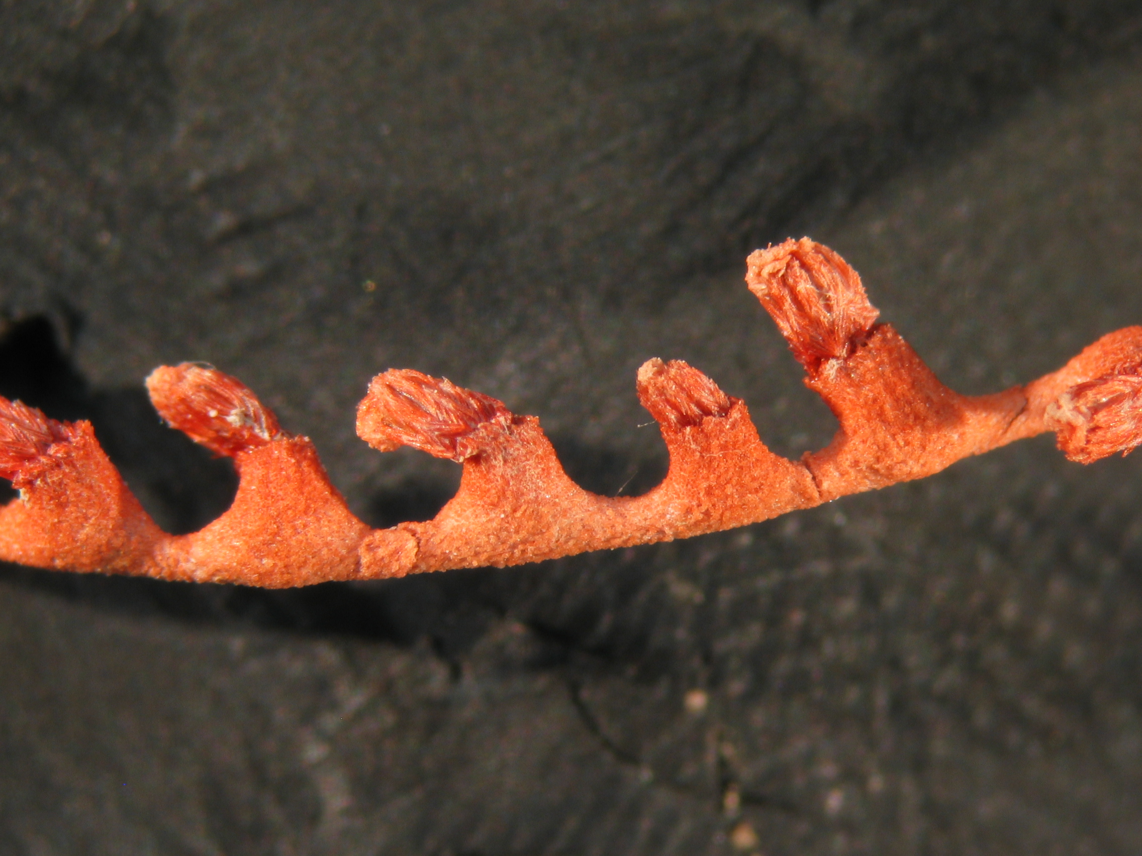 Callistephanus pallida