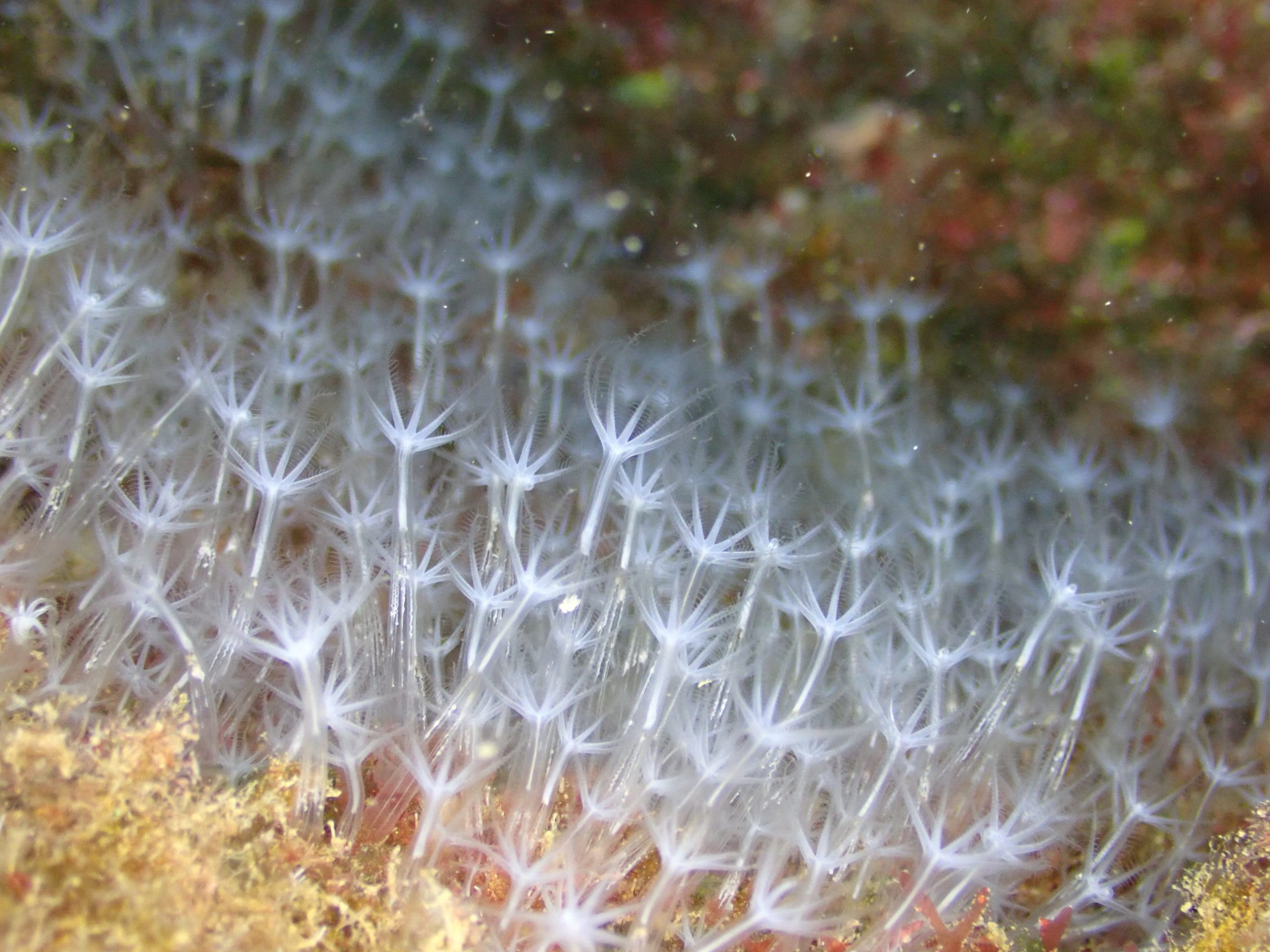 Canarya canariensis