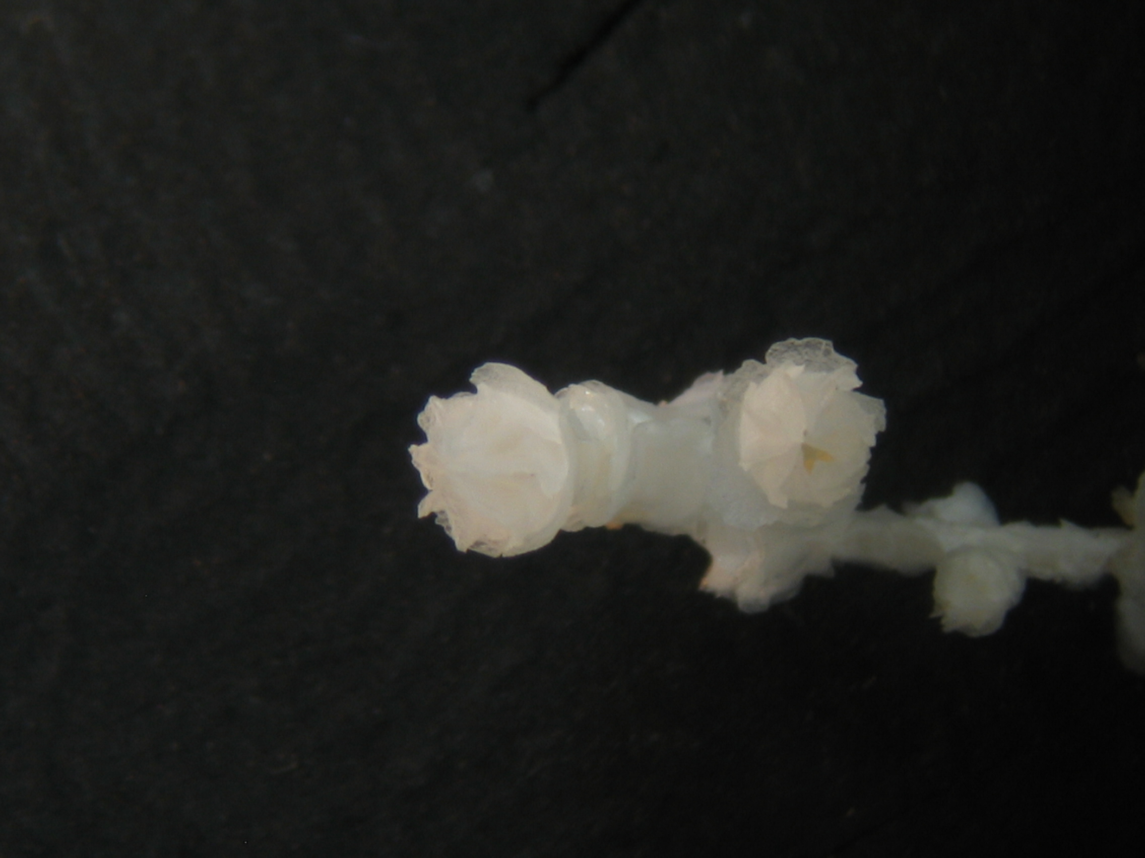 Candidella imbricata