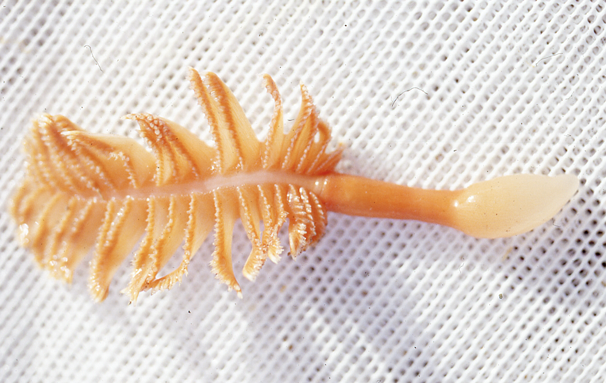 Pennatula aculeata