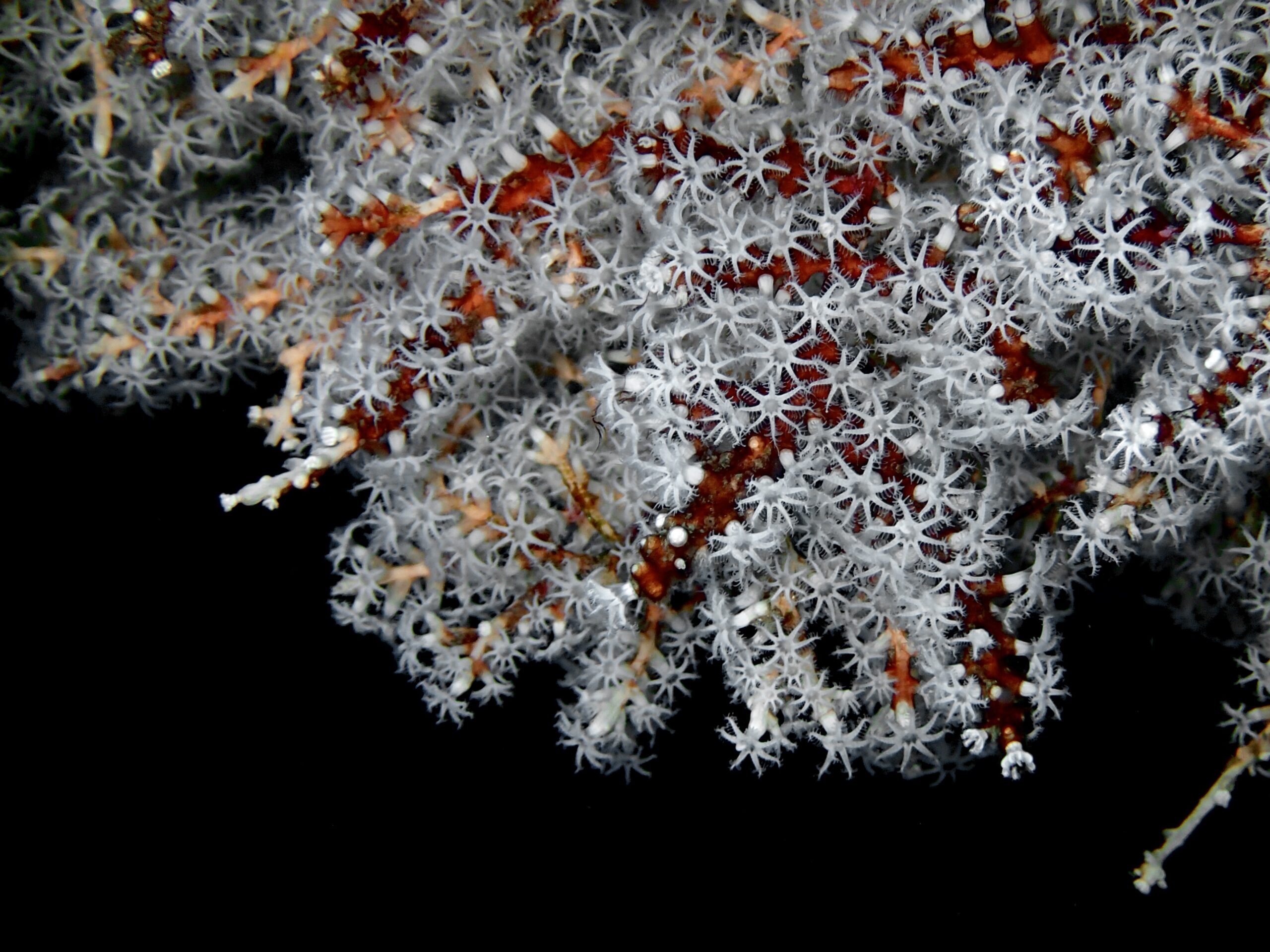 Carijoa riisei