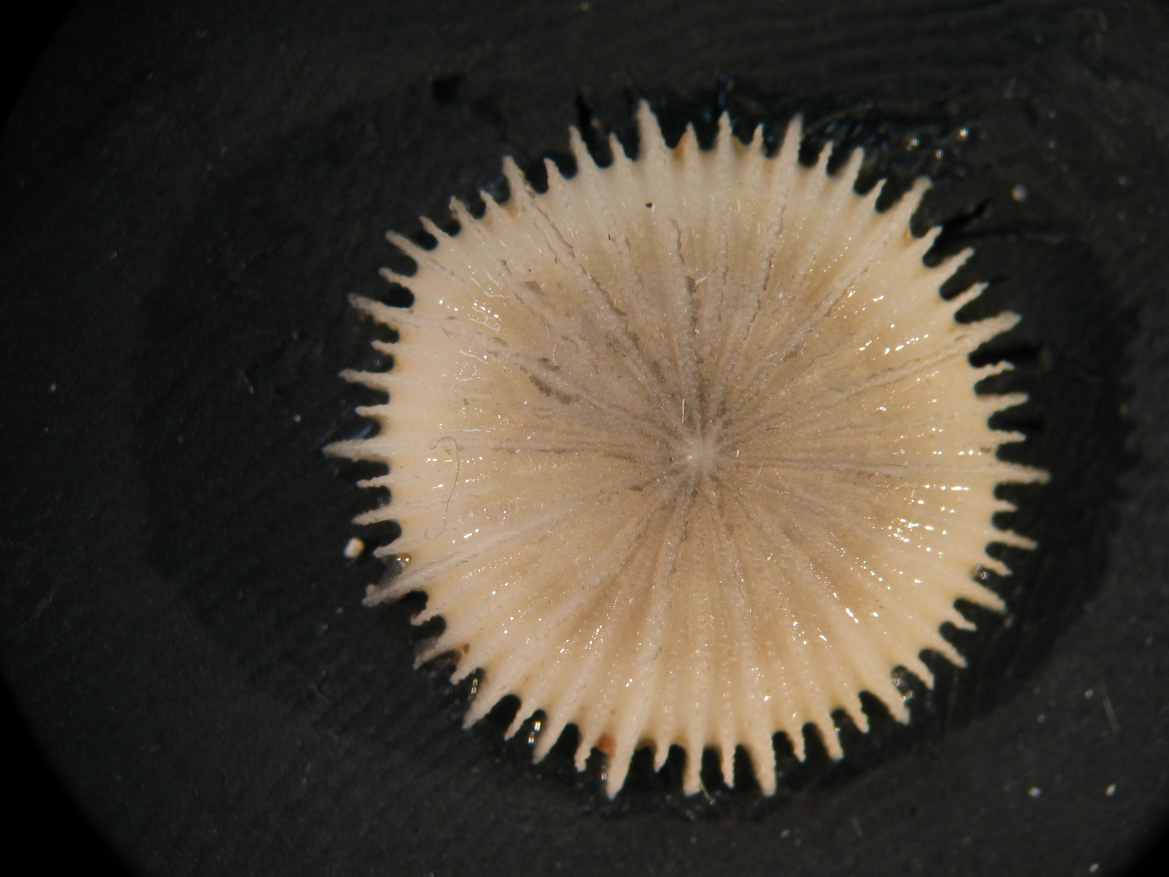 Deltocyathus eccentricus