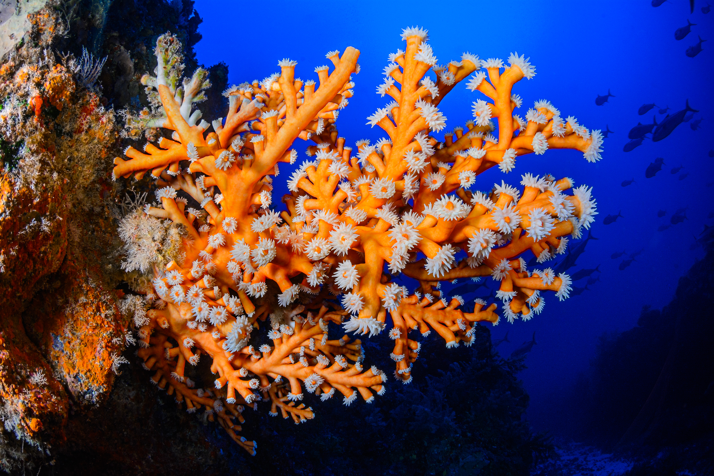 Dendrophyllia ramea