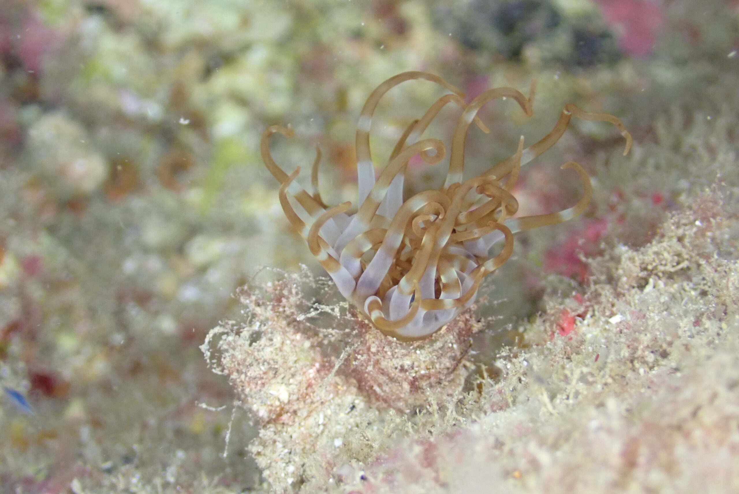 Isarachnanthus maderensis