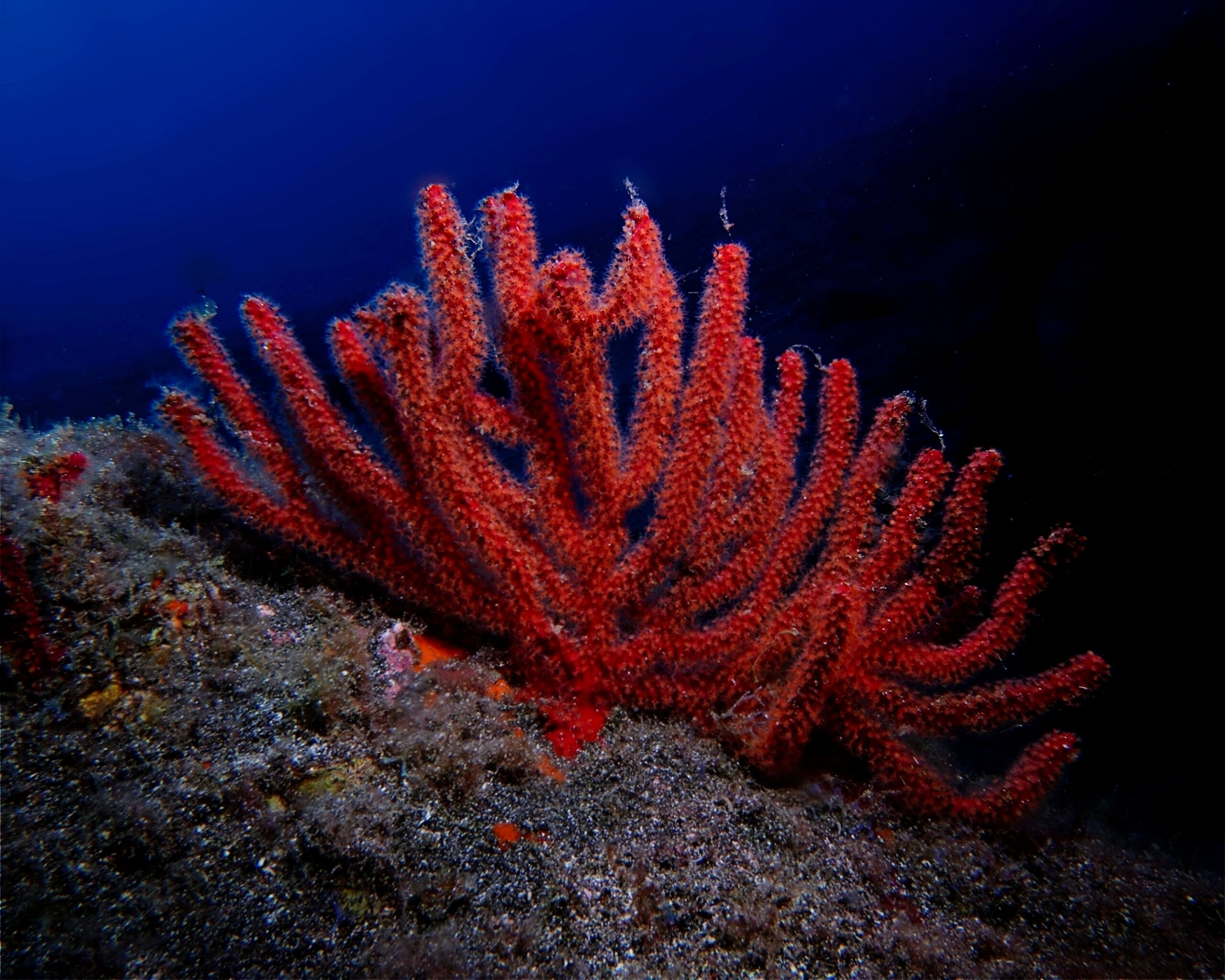 Leptogorgia ruberrima
