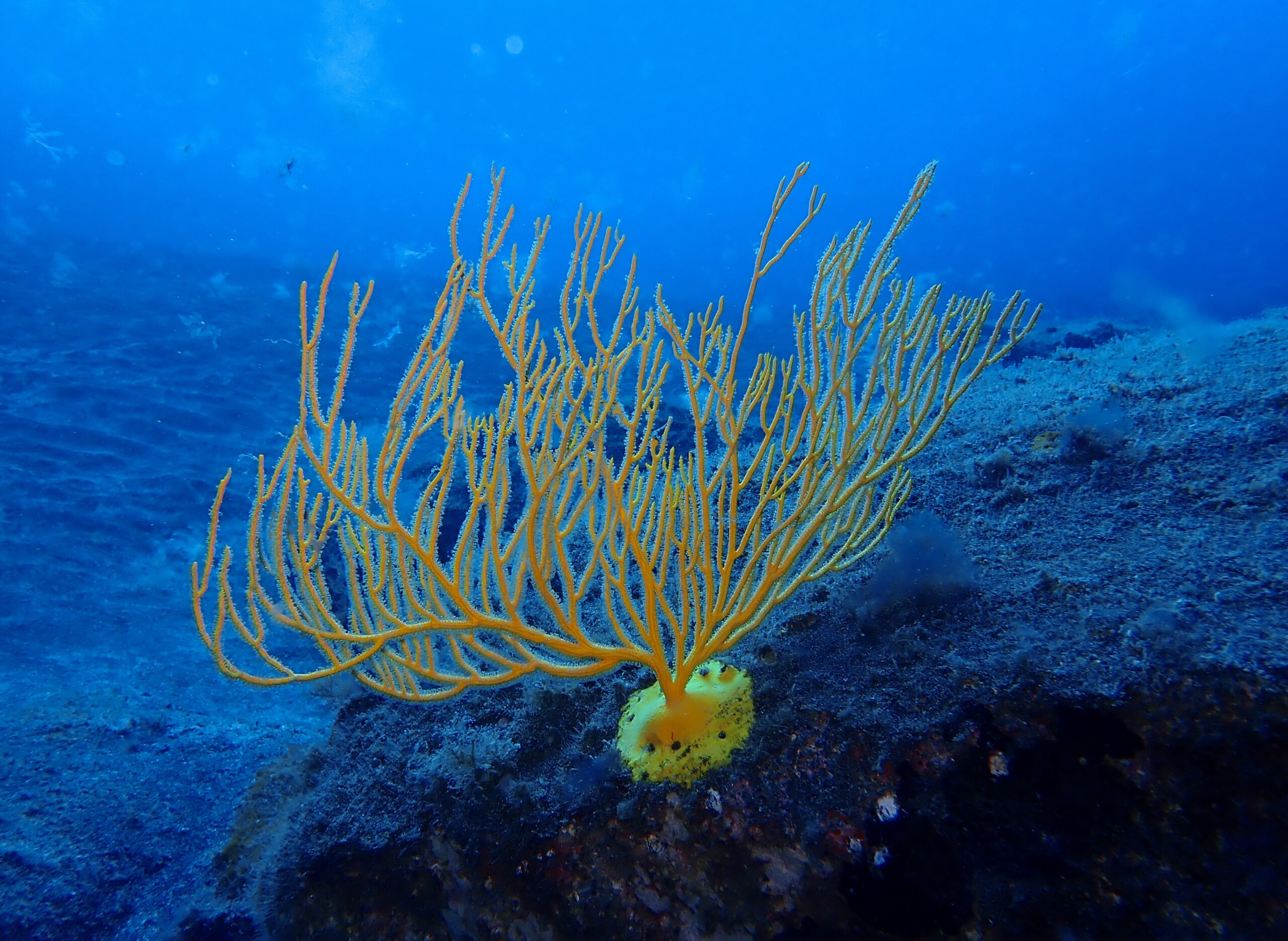 Leptogorgia viminalis