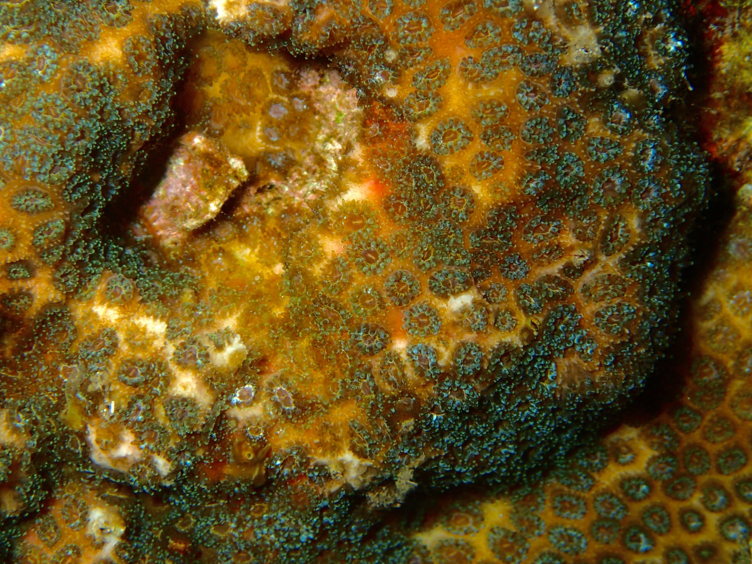 Madracis asperula