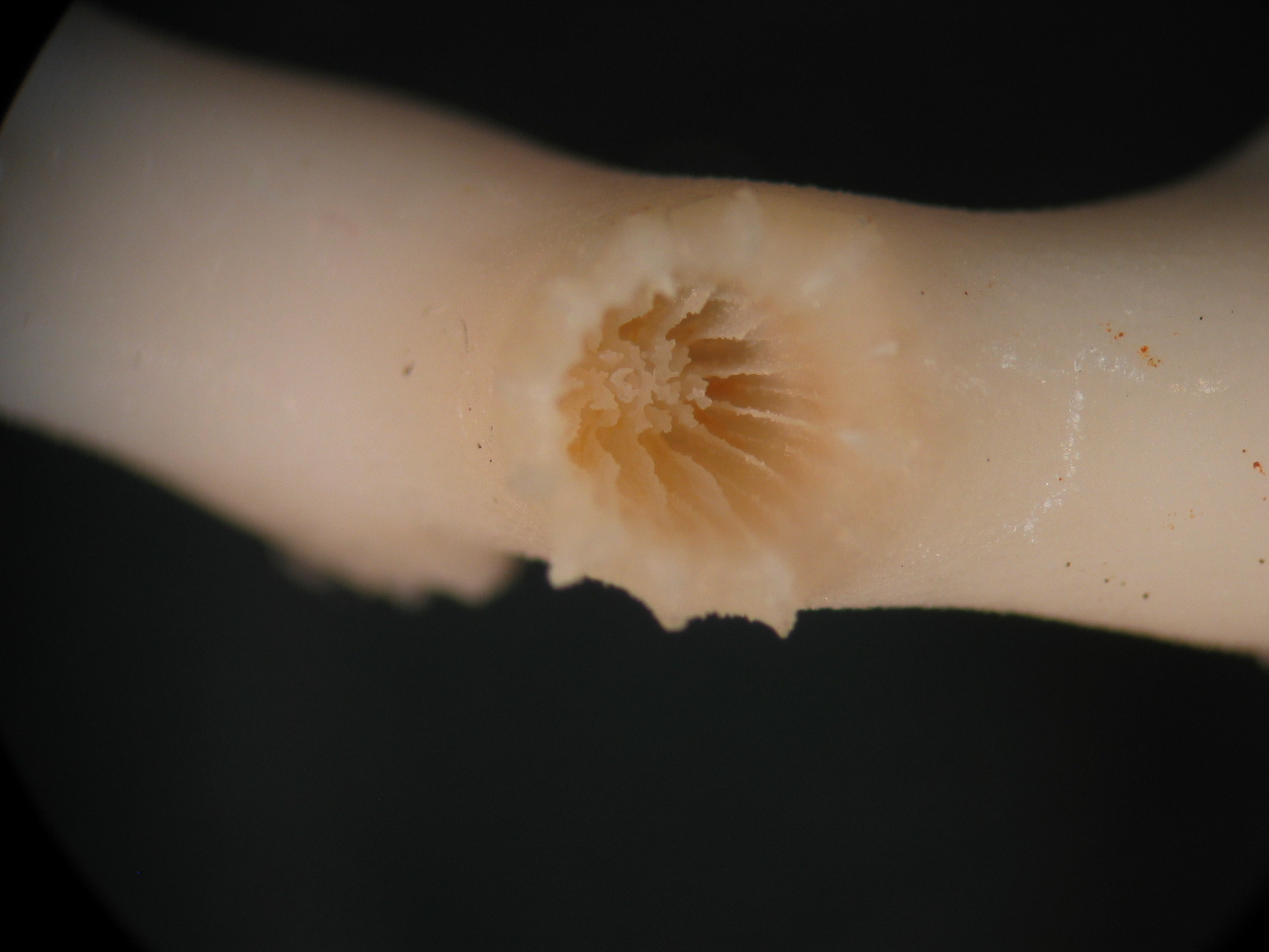 Madrepora oculata