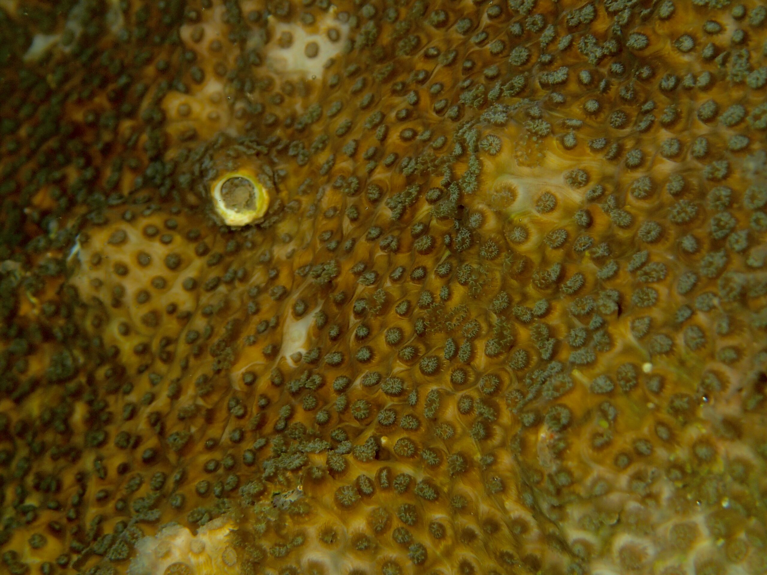 Oculina patagonica