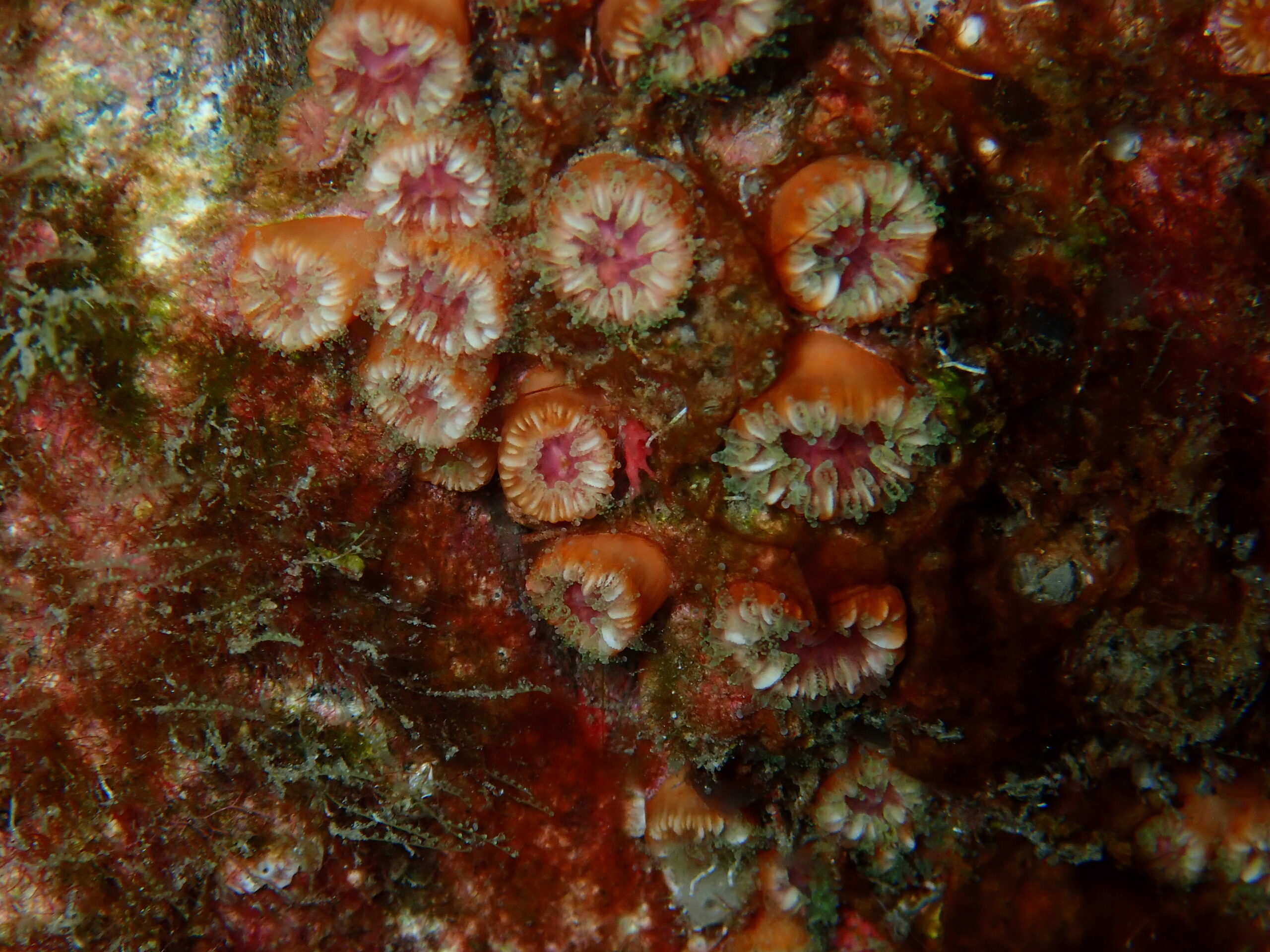 Phyllangia americana mouchezii