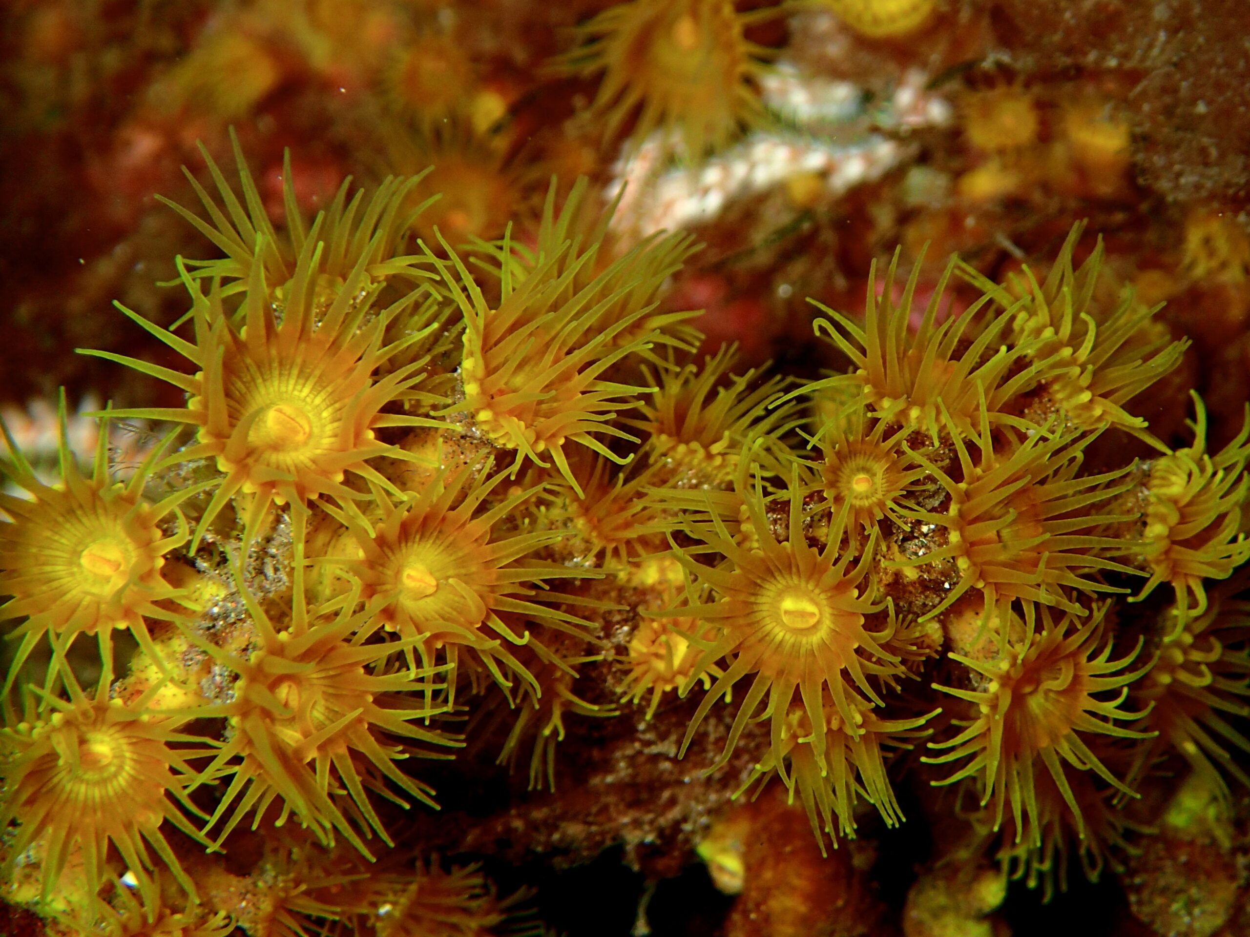 Antipathozoanthus macaronesicus