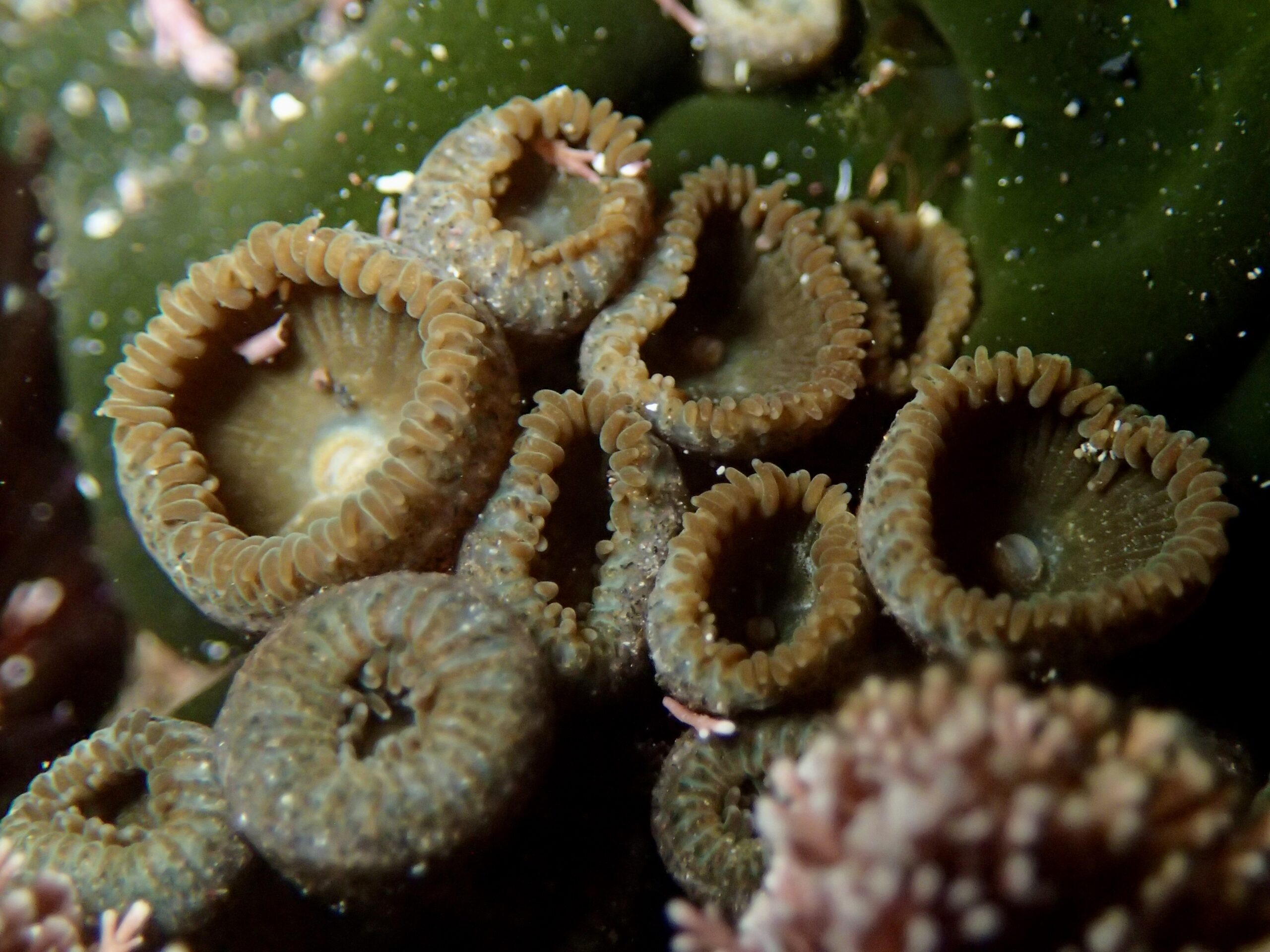 Palythoa canariensis