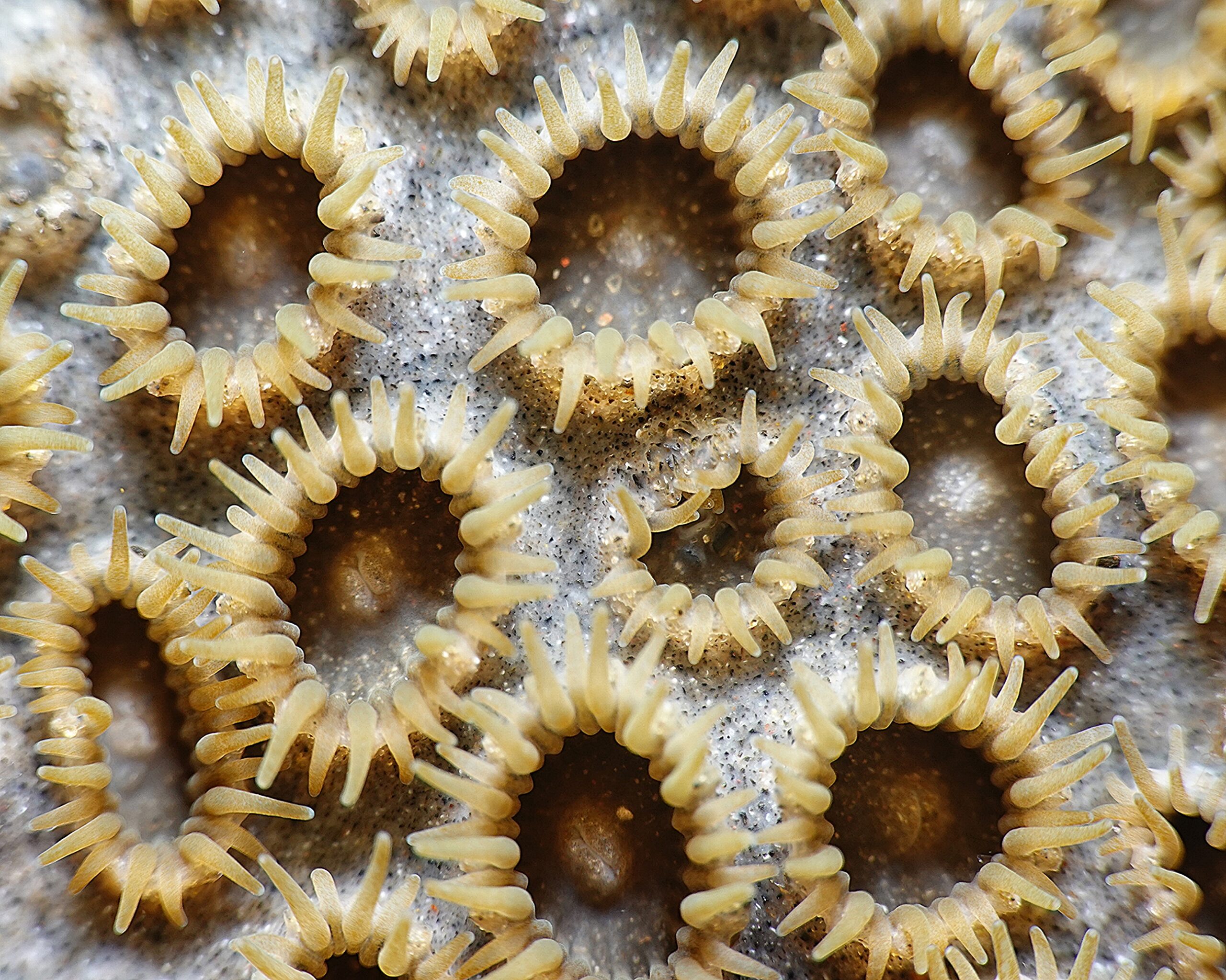 Palythoa caribaeorum