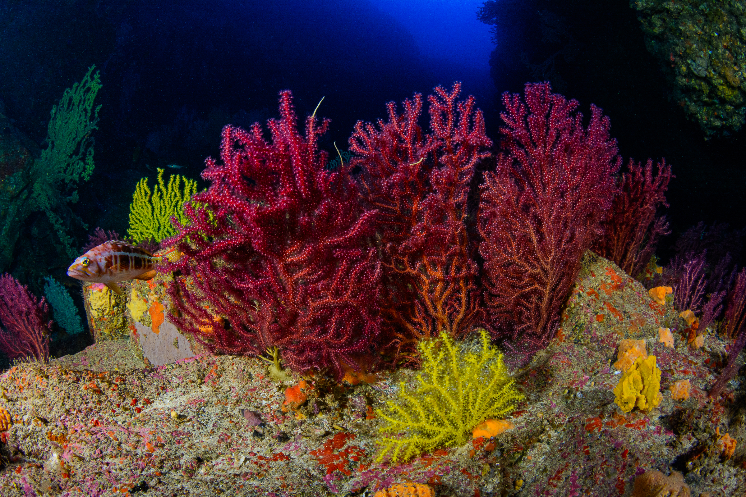 Paramuricea grayi