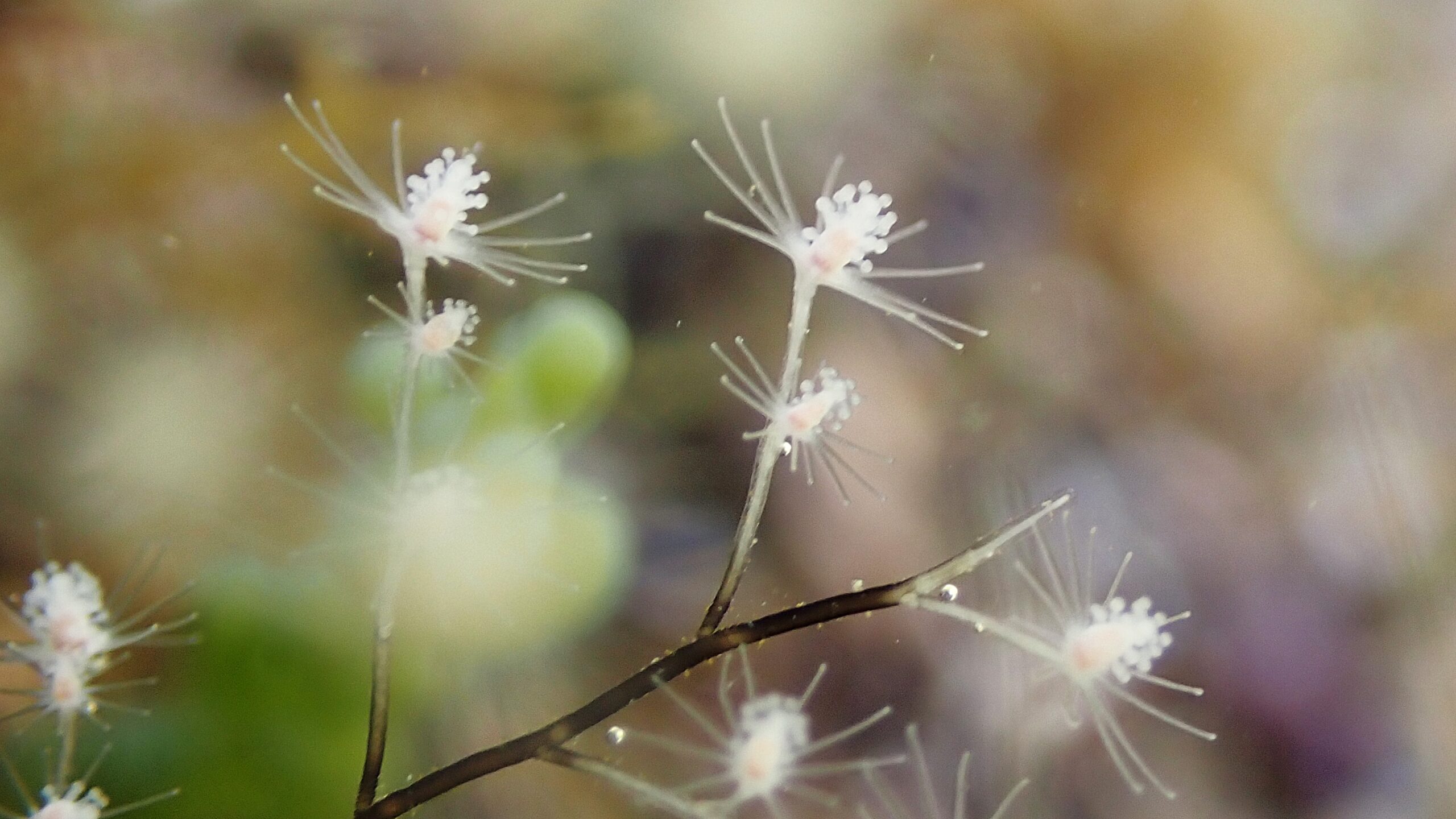 Pennaria disticha