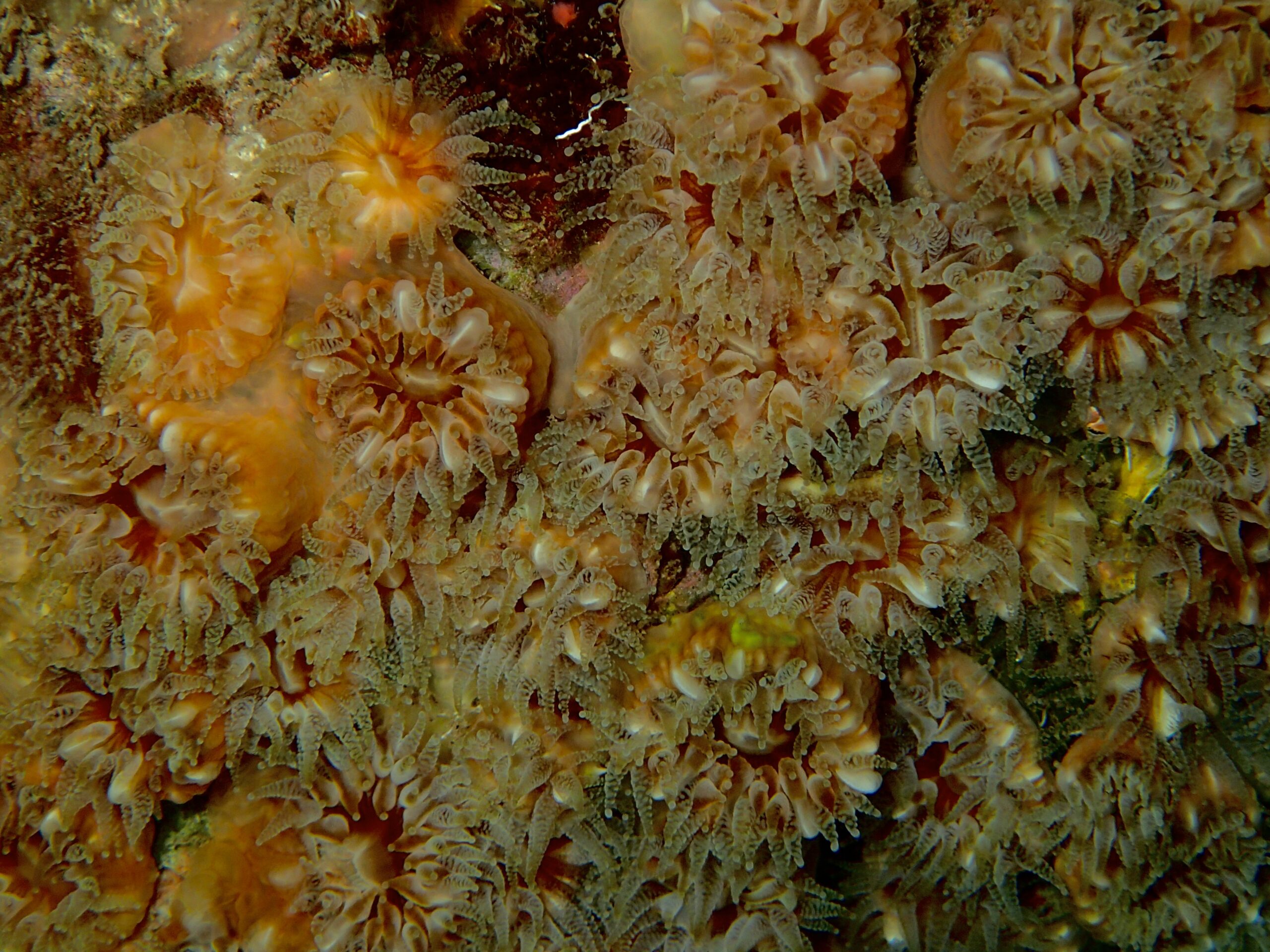 Phyllangia americana mouchezii
