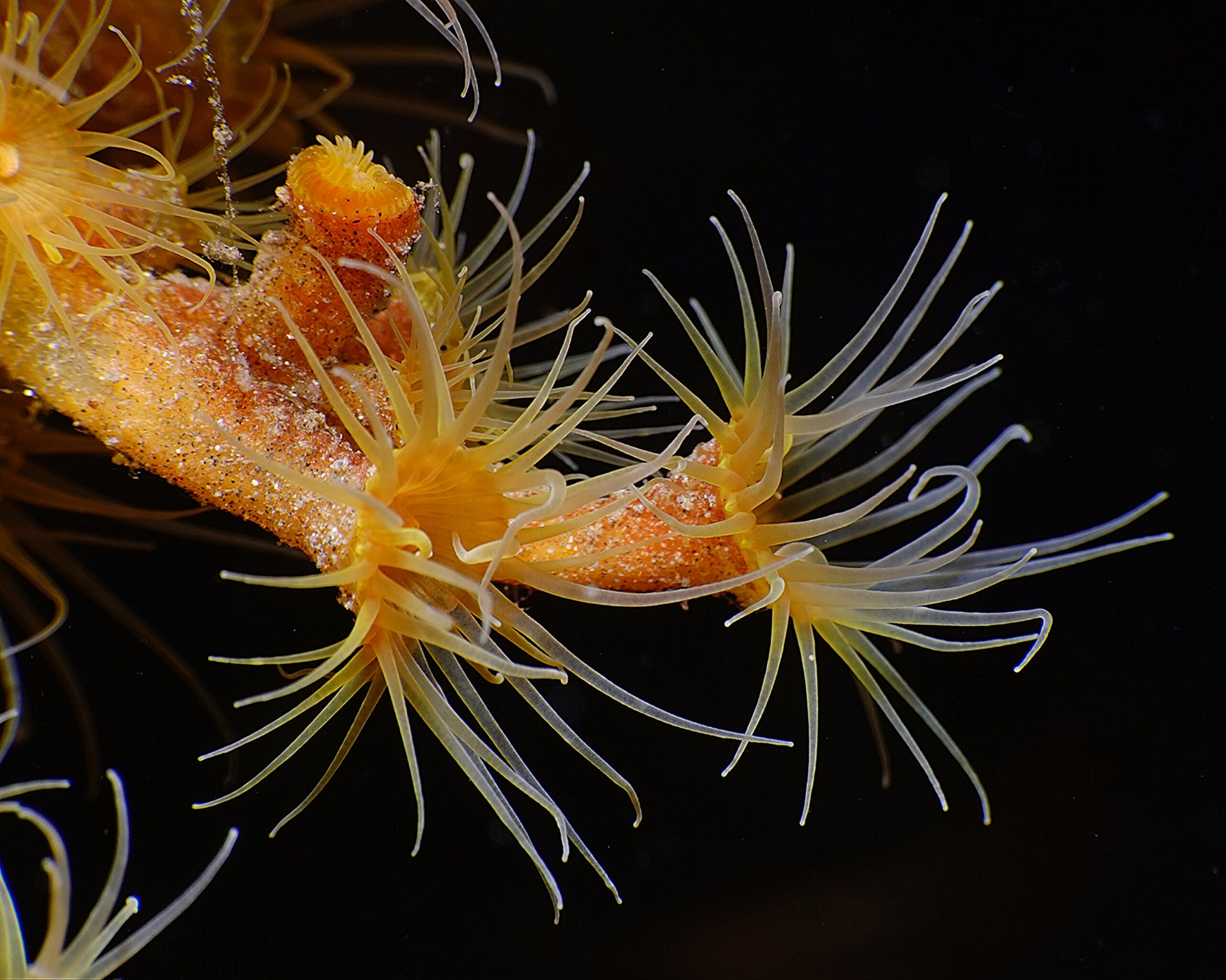 Antipathozoanthus macaronesicus