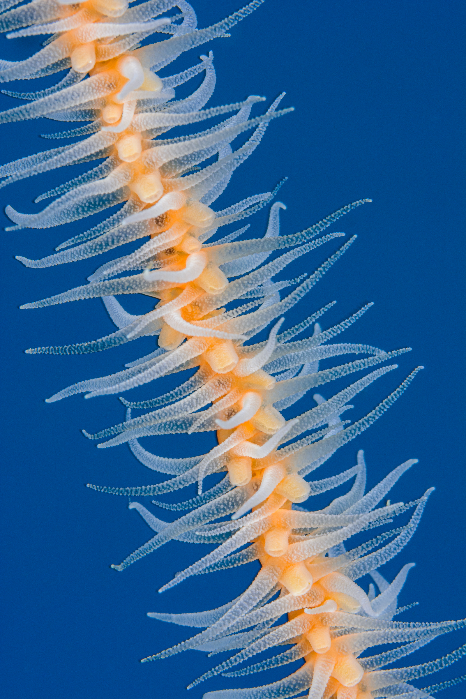 Stichopathes setacea