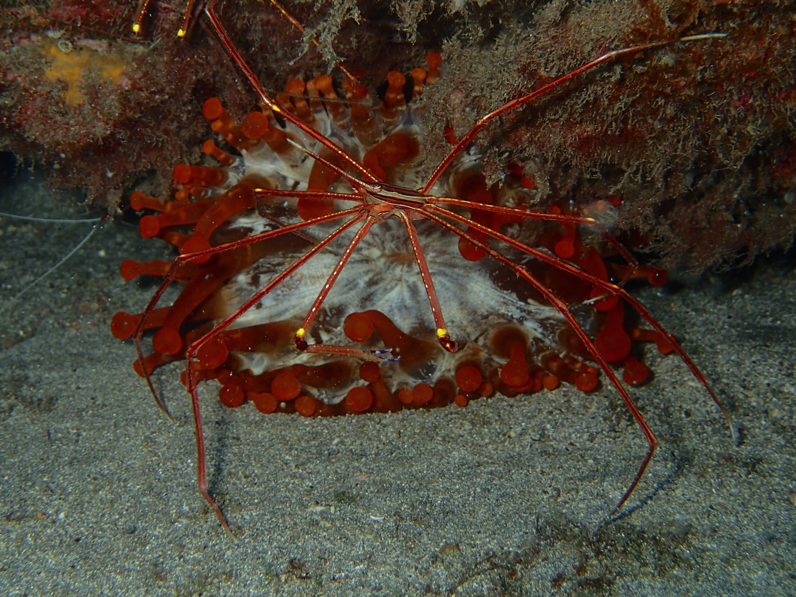 Telmatactis cricoides