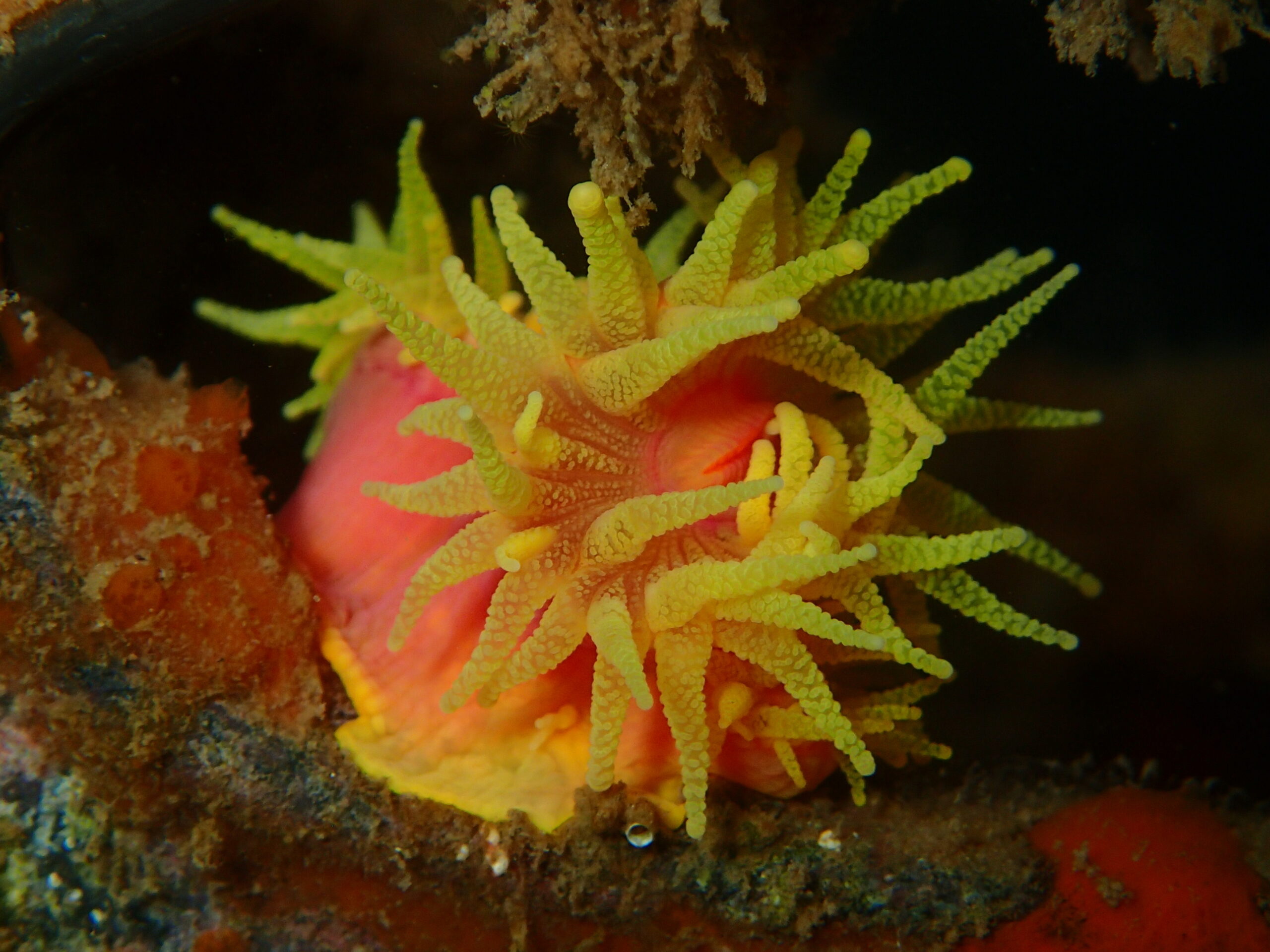 Tubastraea coccinea