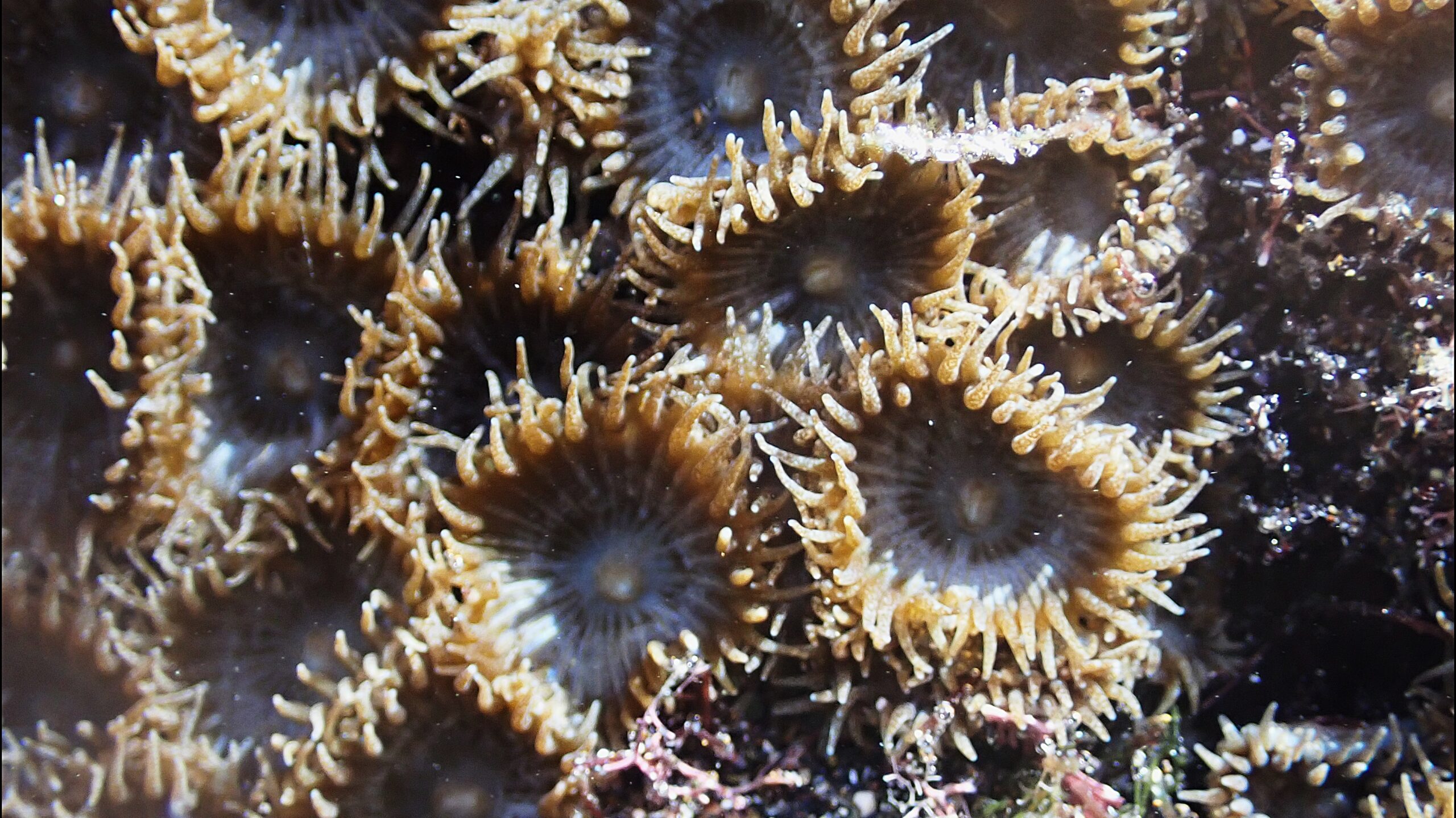 Zoanthus pulchellus