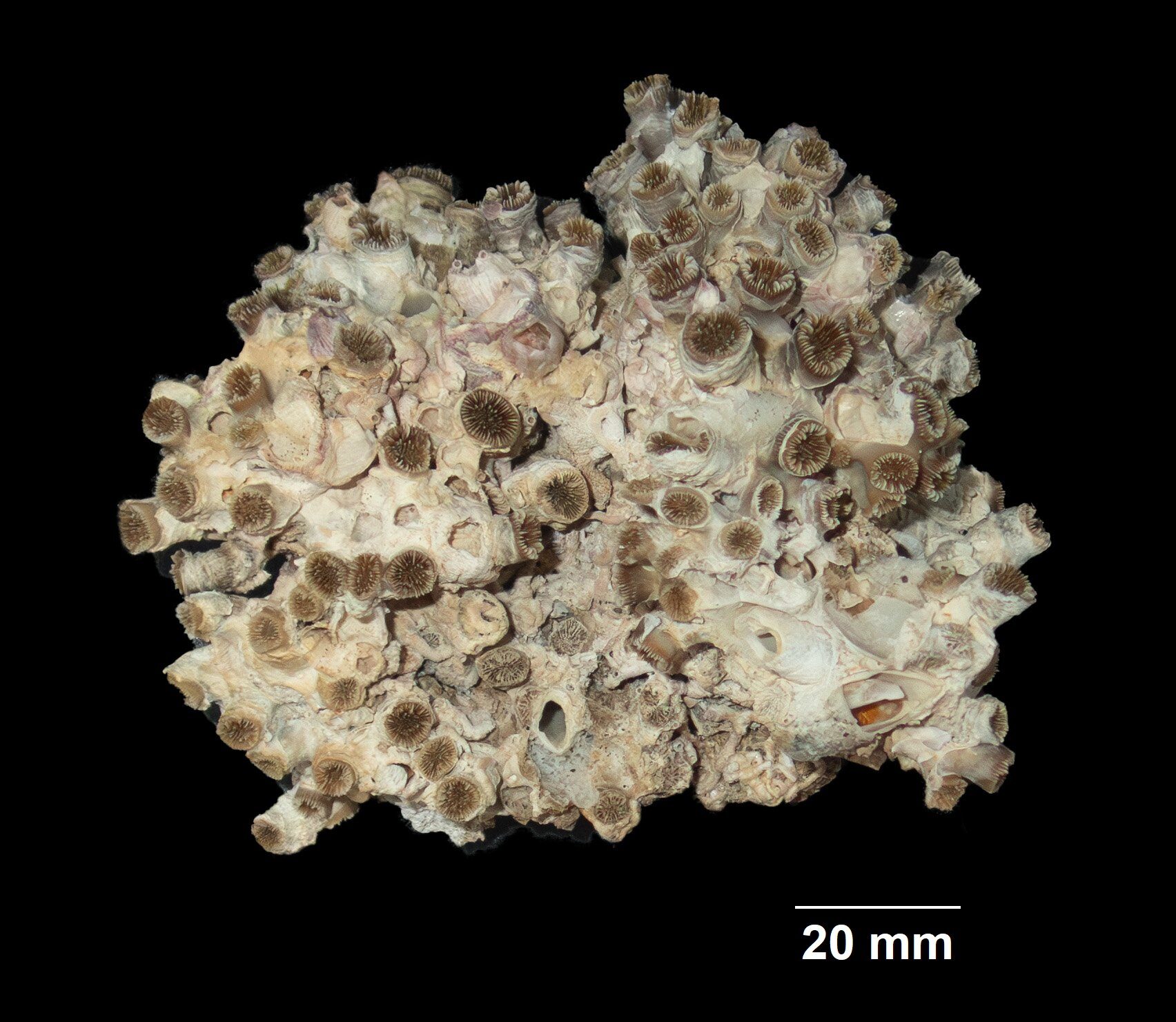 Polycyathus muellerae