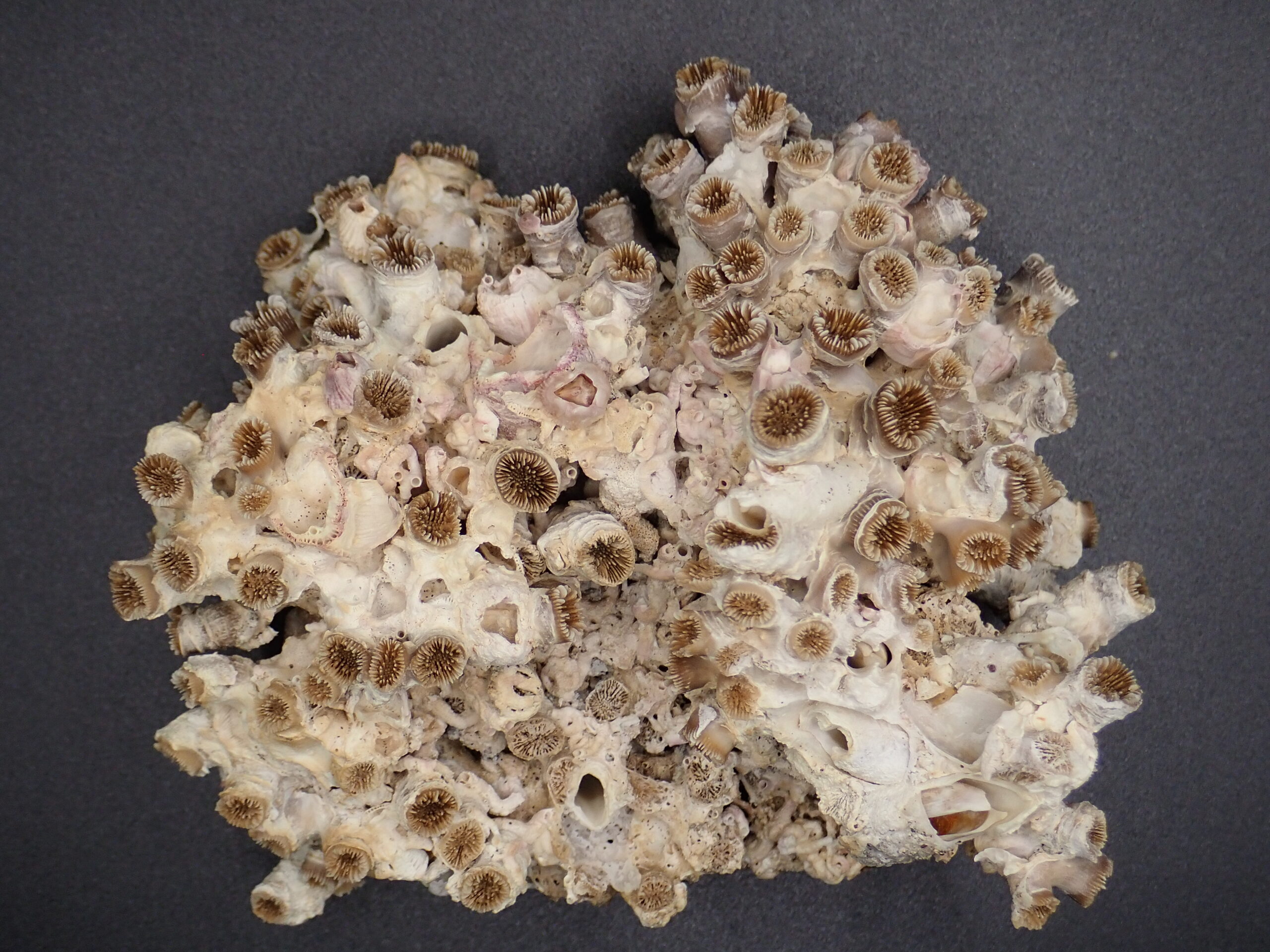 Polycyathus muellerae