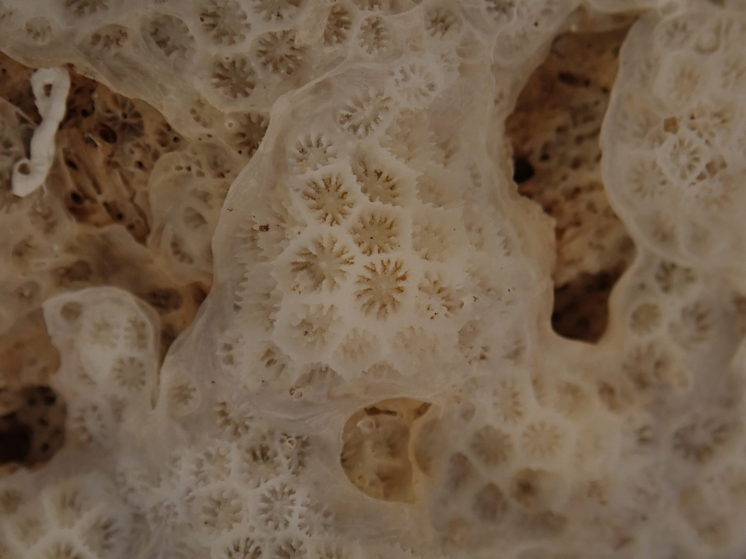 Madracis pharensis