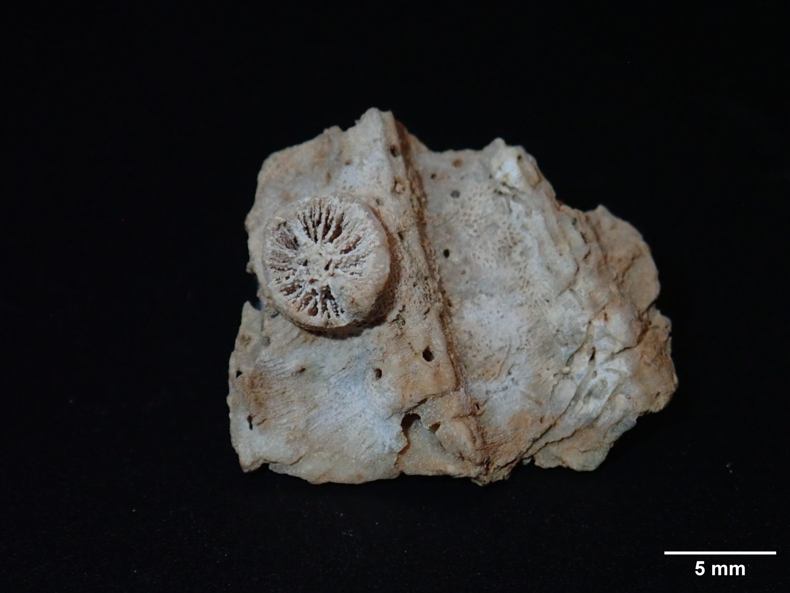 Caryophyllia cf. smithii