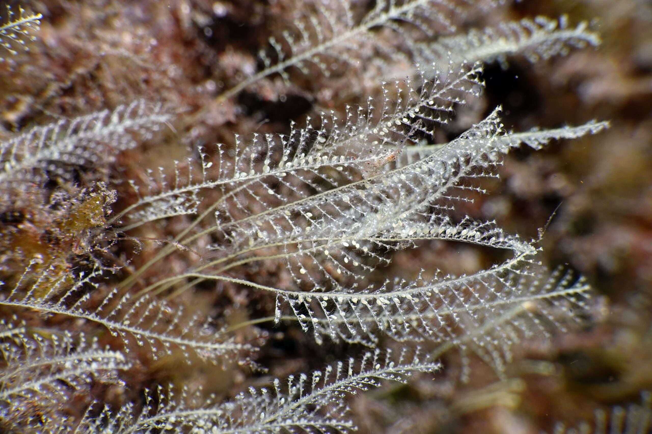 Aglaophenia pluma