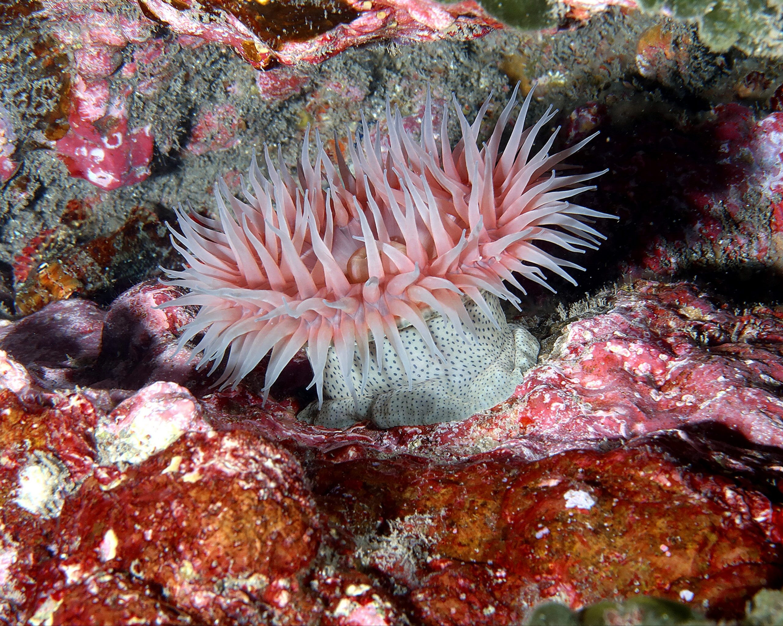 Actinia nigropunctata