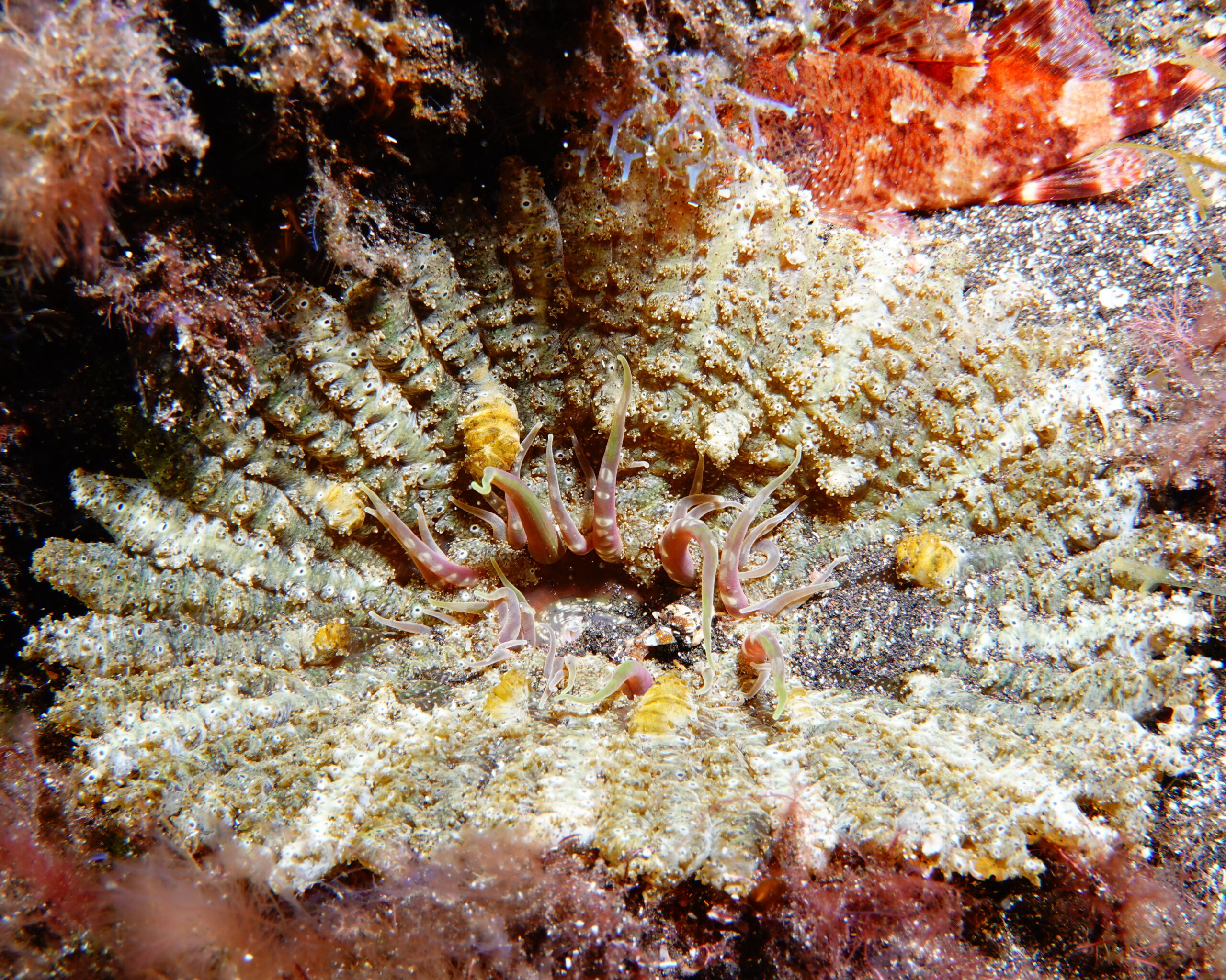 Actinostella flosculifera