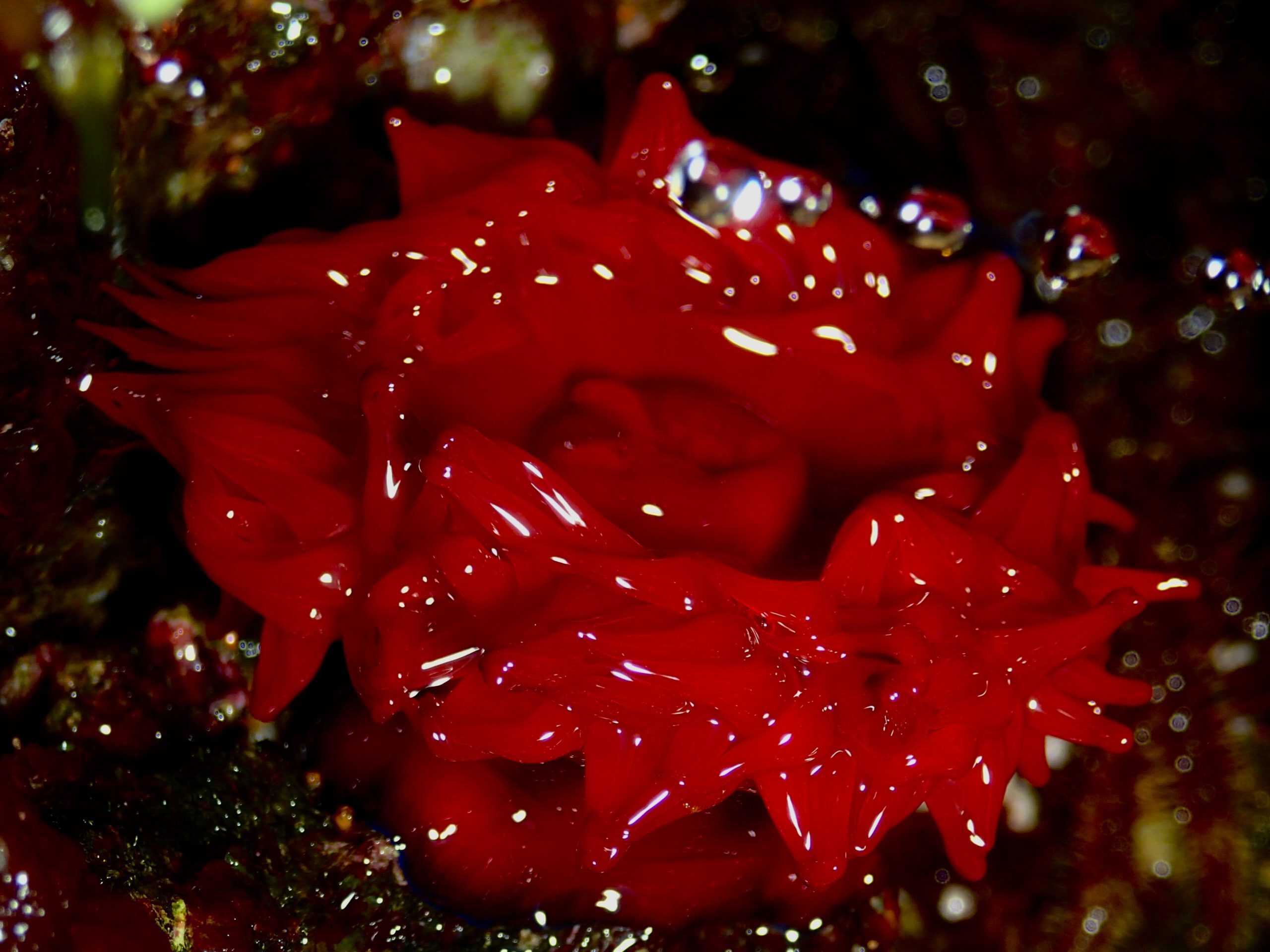 Actinia mediterranea