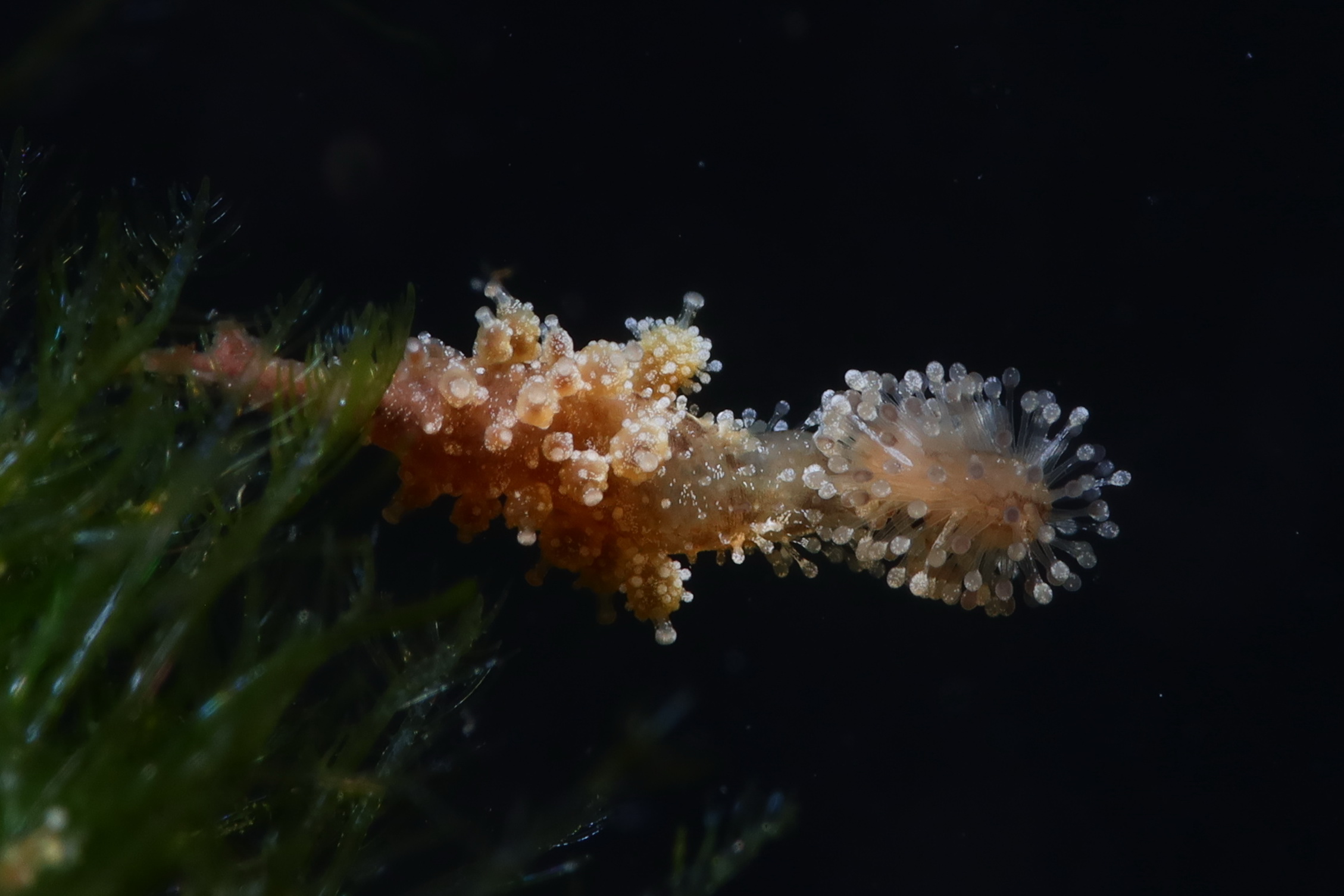 Candelabrum cocksii