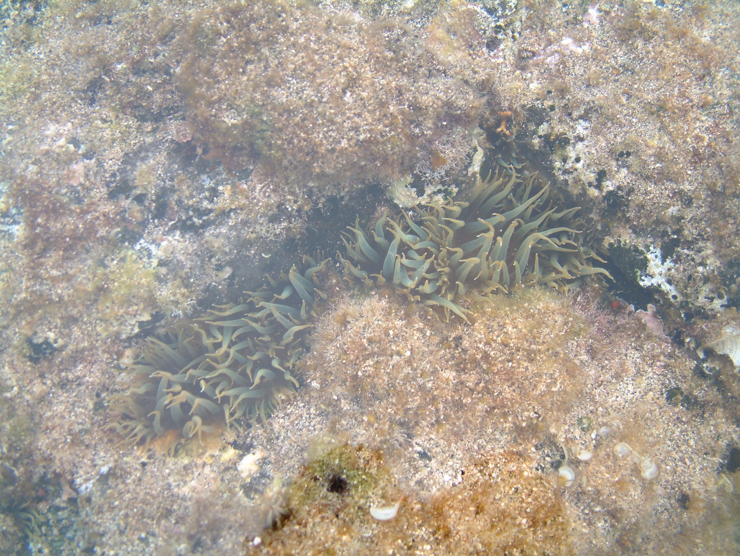 Aiptasia couchii
