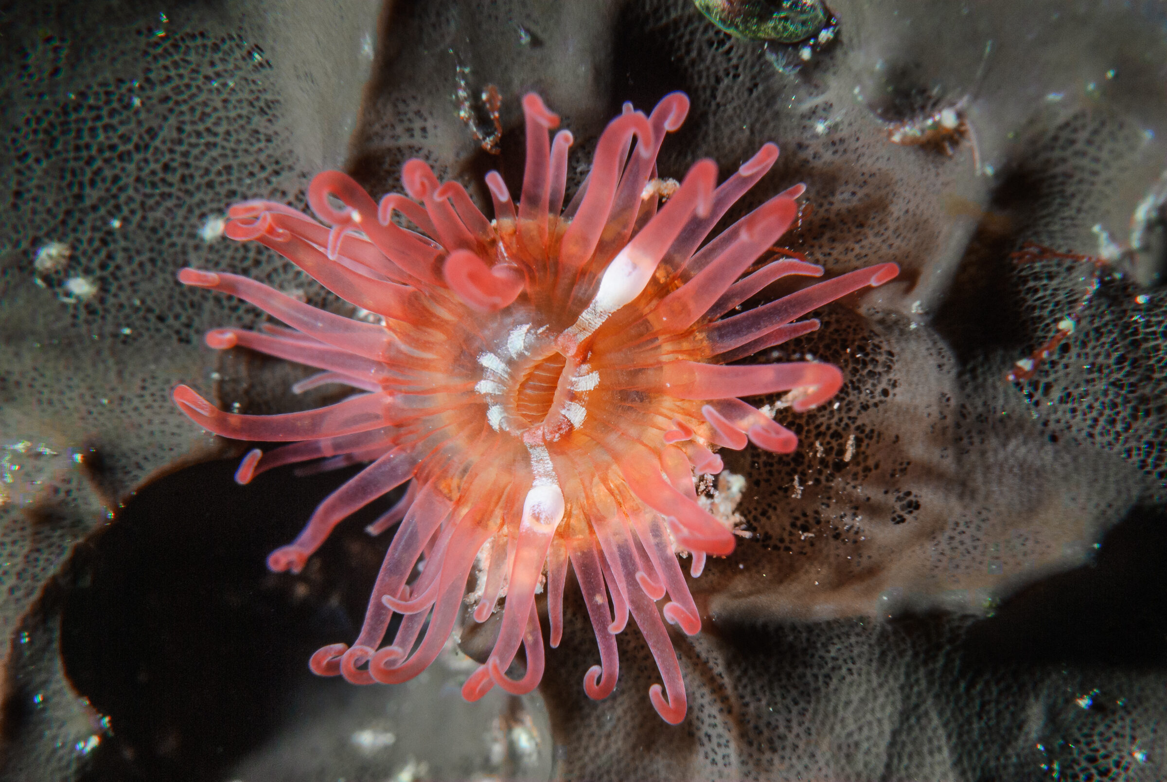 Aiptasiogeton hyalinus