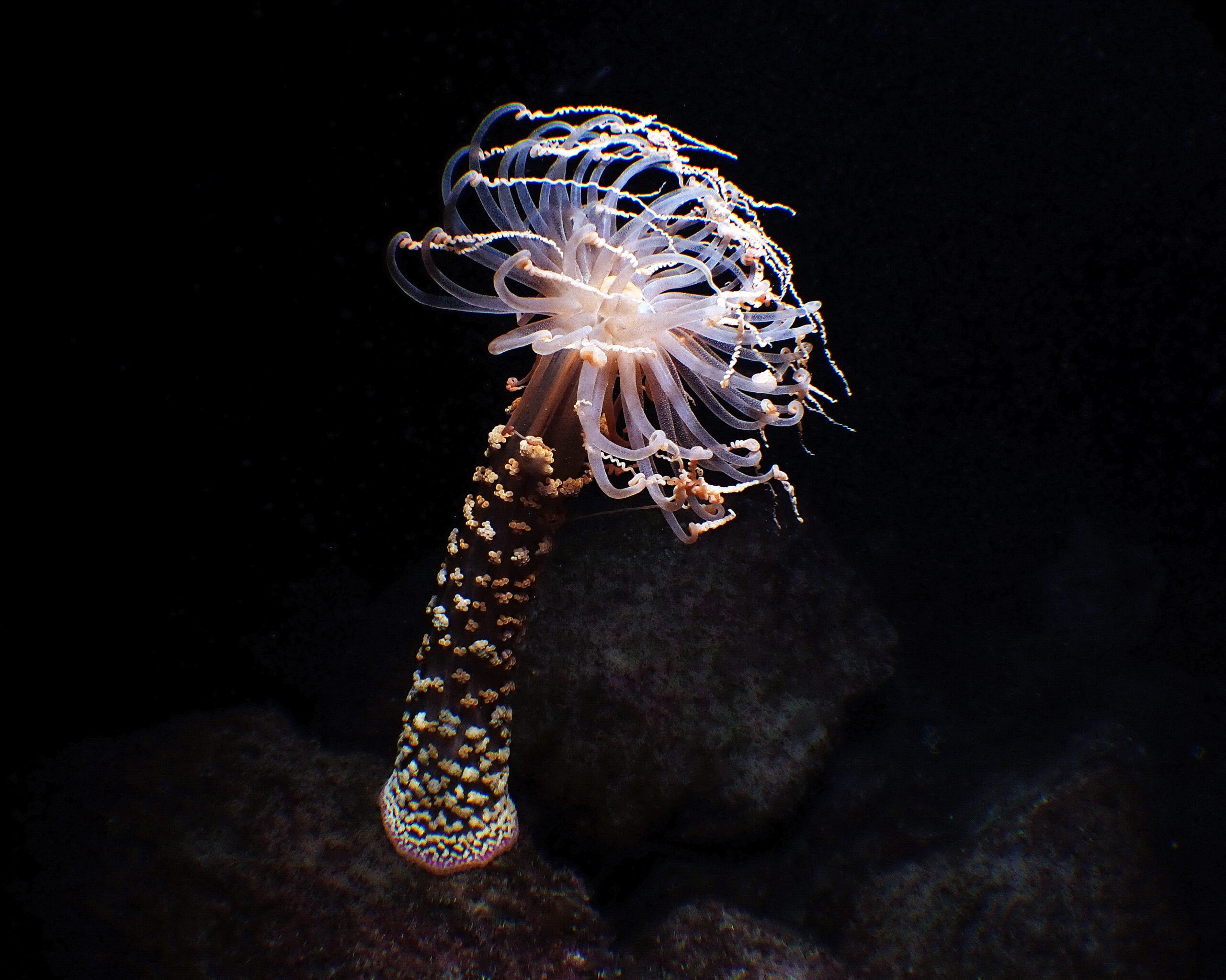 Alicia mirabilis