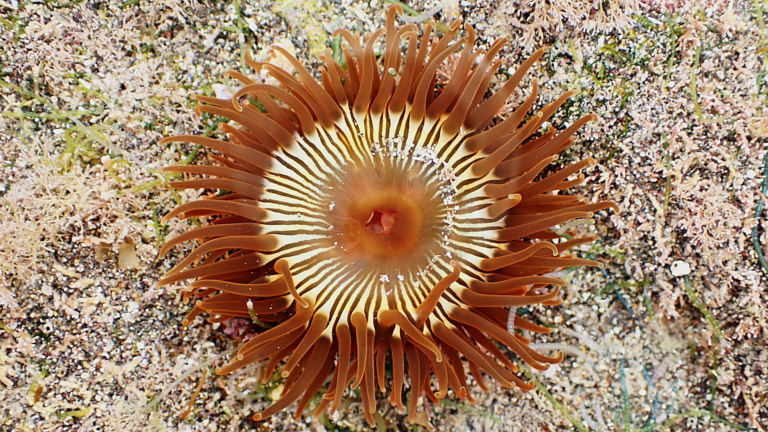 Anemonia melanaster